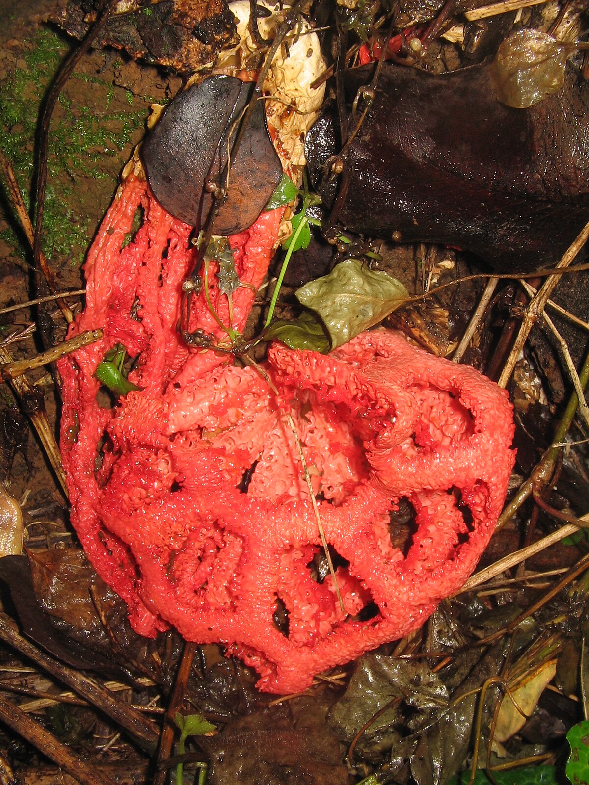Red Cage Stinkhorn (Clathrus ruber) wild specimen