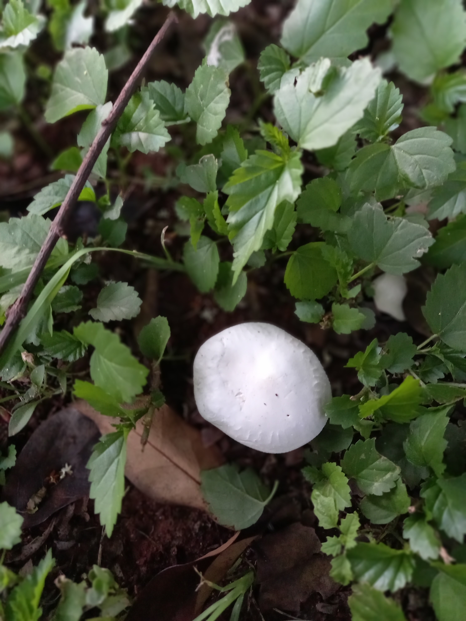 Ivory Funnel (Clitocybe dealbata)