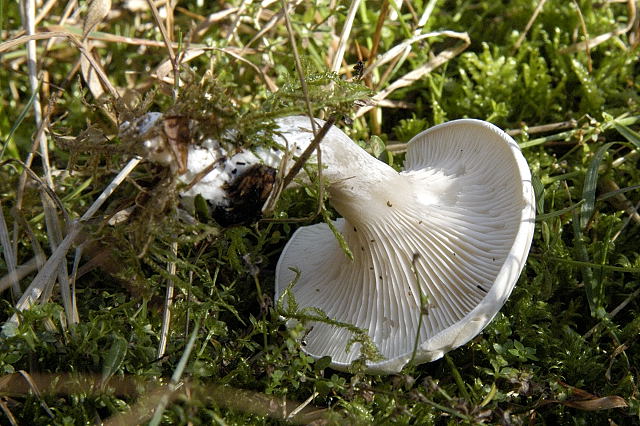 Ivory Funnel (Clitocybe dealbata) wild specimen