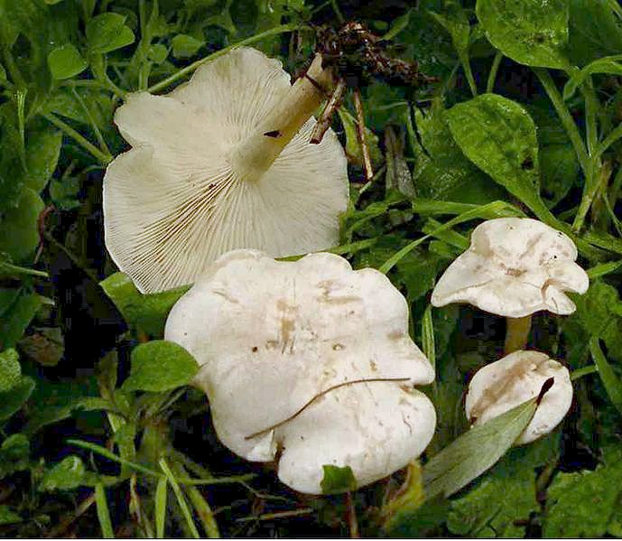 Ivory Funnel (Clitocybe dealbata) wild specimen