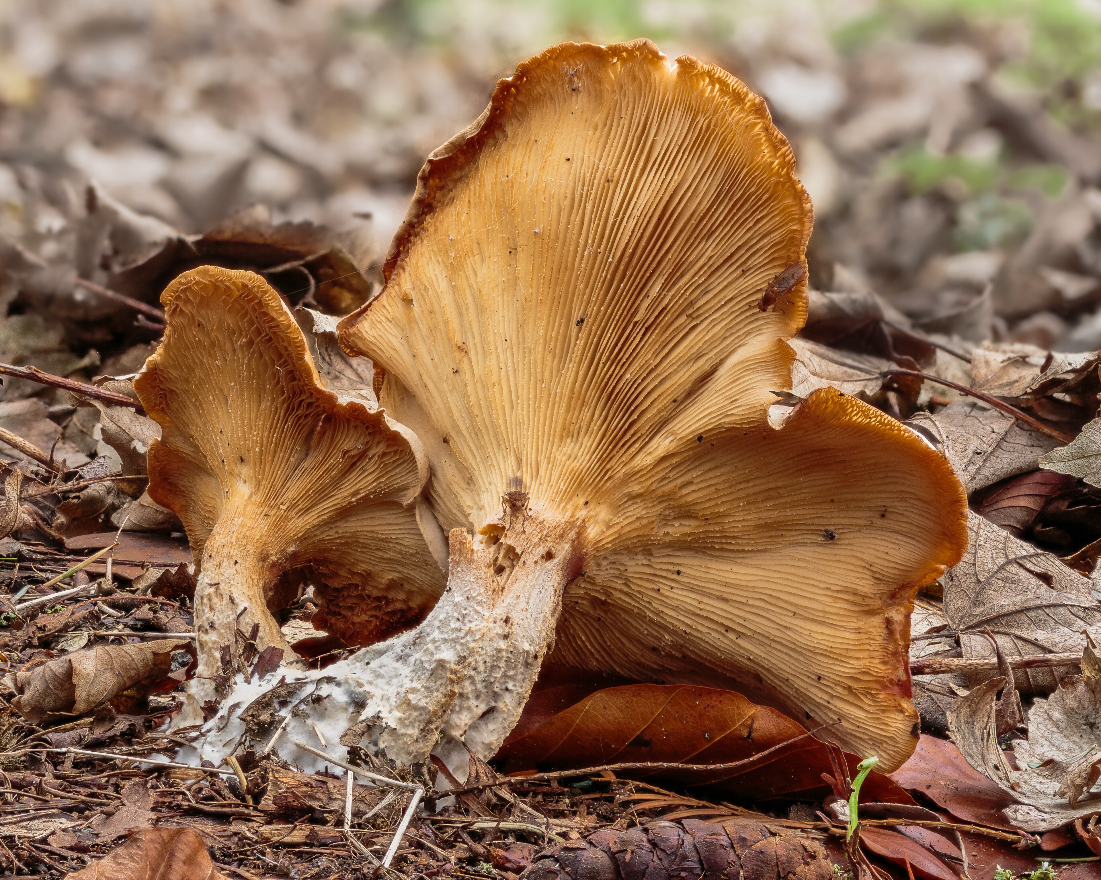 Clitocybe nebularis Clouded Funnel mushroom showing gray cap with characteristic cloudy bloom