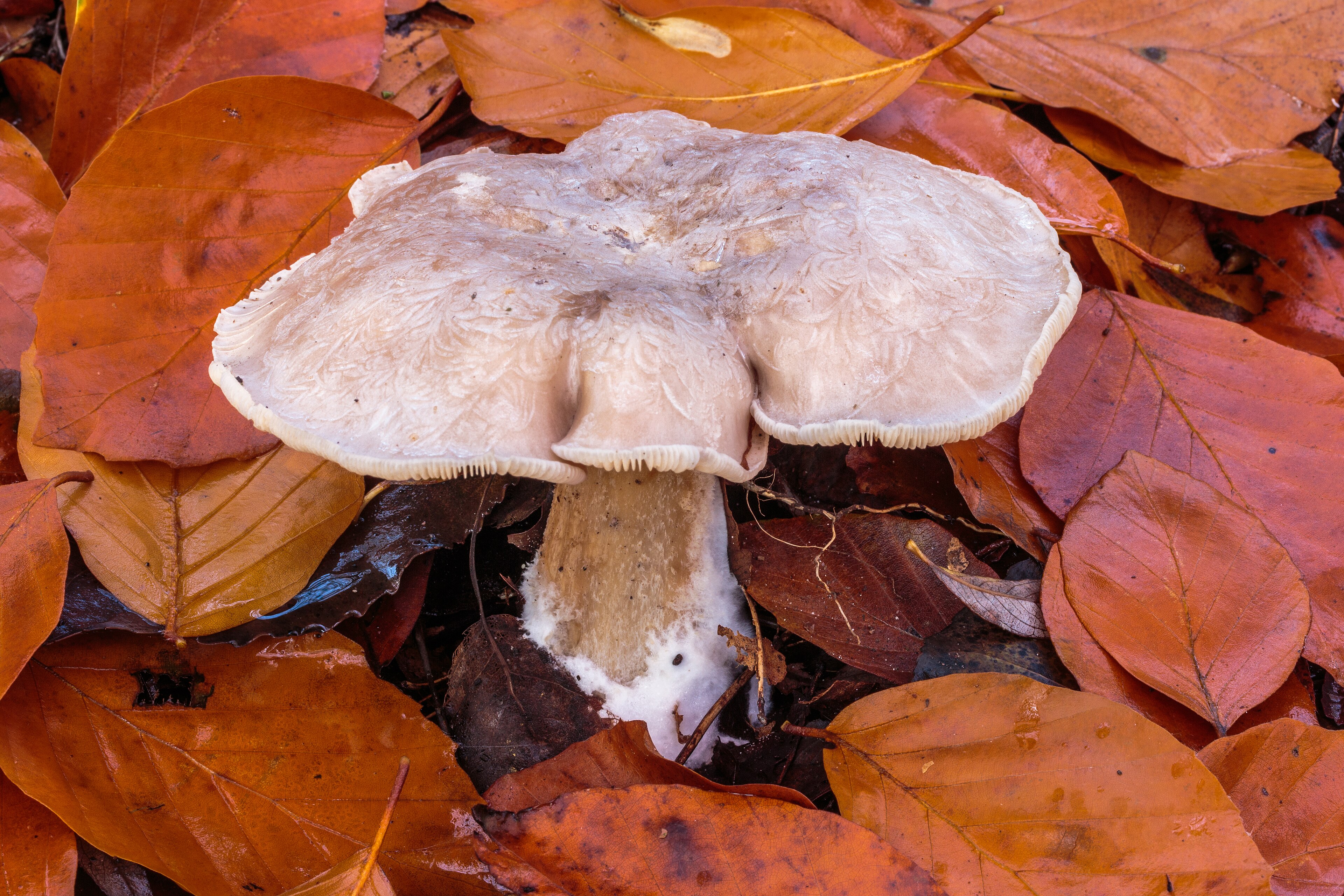 Clouded Funnel (Clitocybe nebularis)