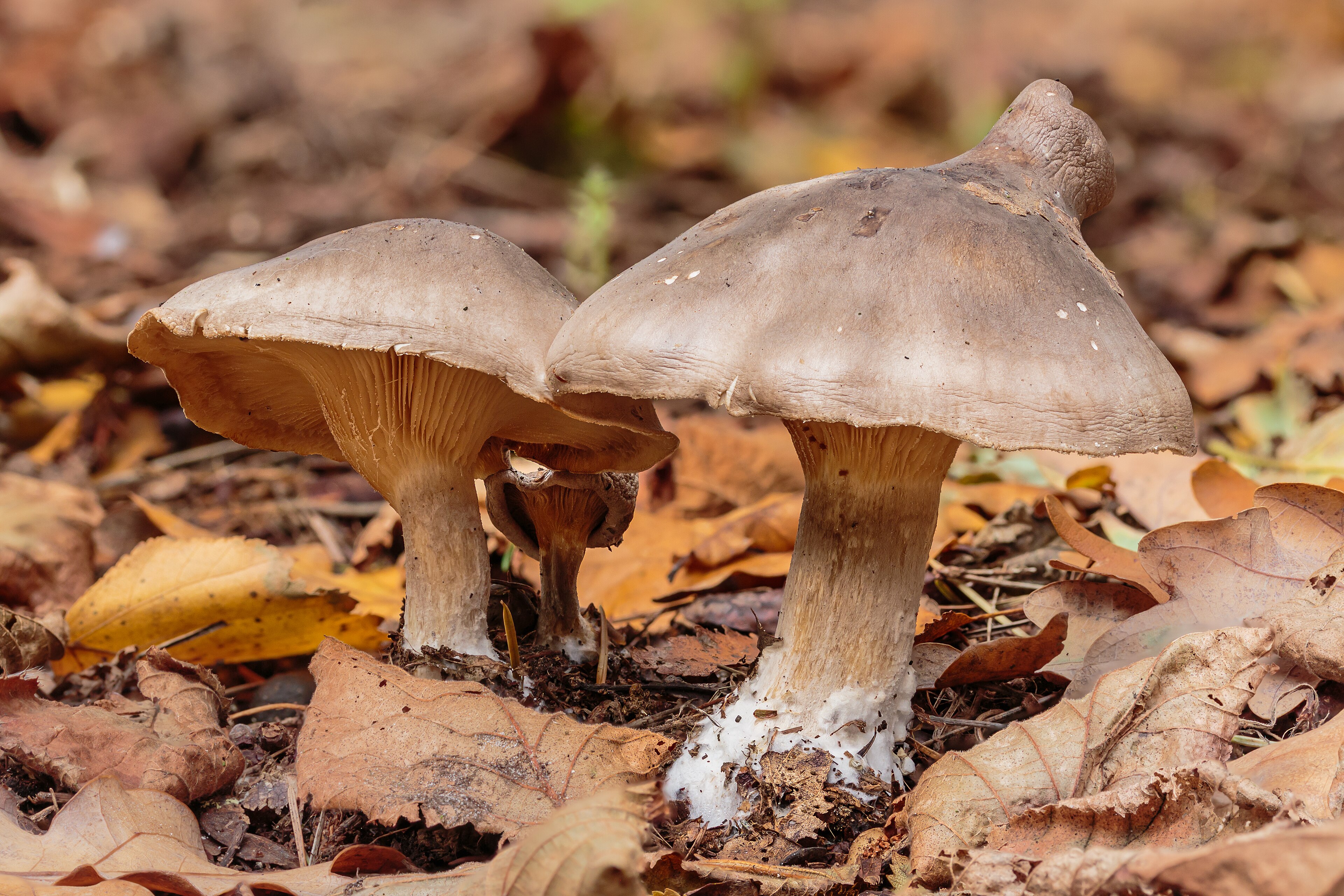 Clitocybe nebularis forming a fairy ring arc in beech woodland leaf litter