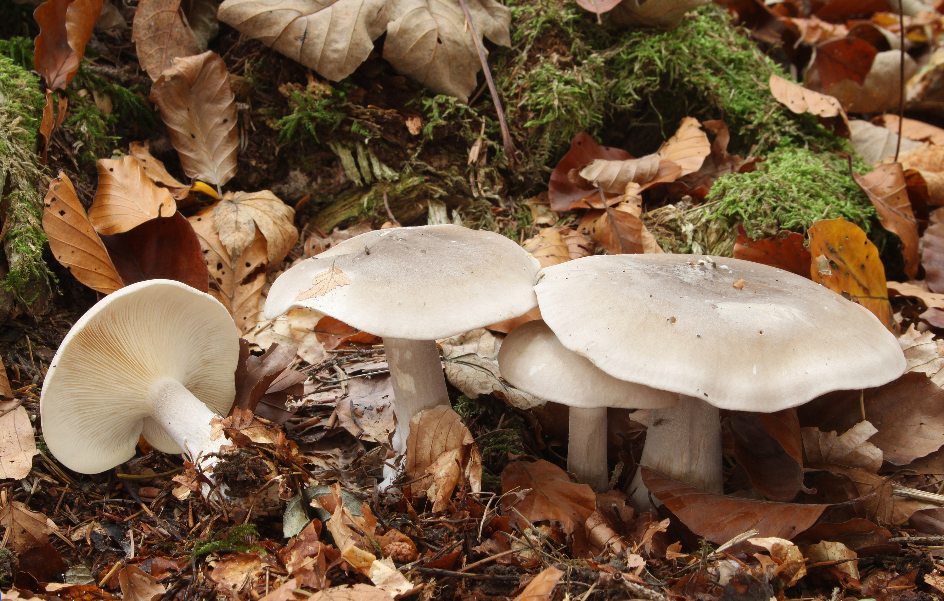 Mature Clitocybe nebularis specimen showing flattened cap and sturdy stem