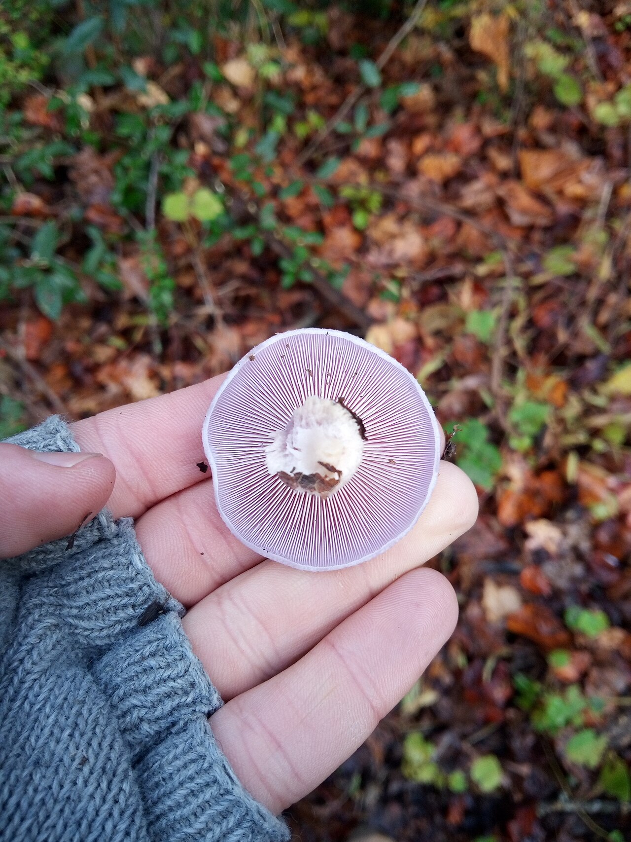 Wood Blewit close-up field photograph