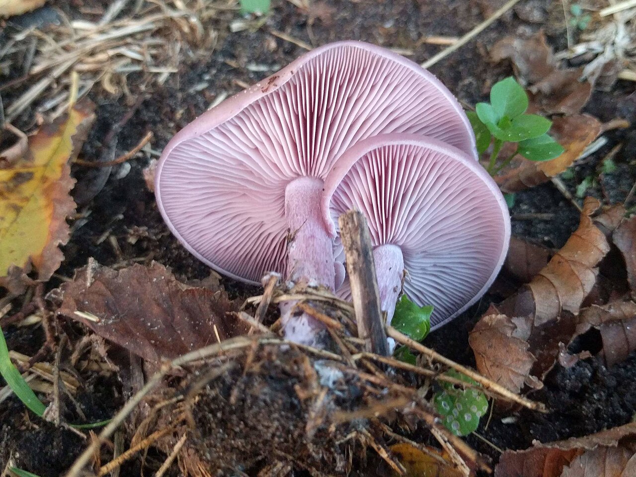 Wood Blewit mushroom, field identification reference