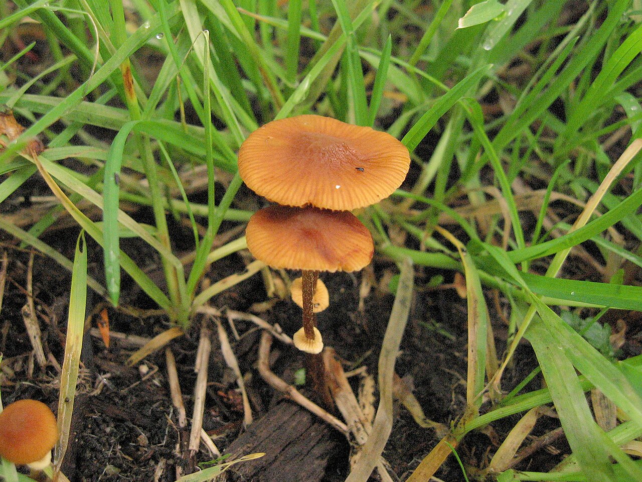 Deadly Conocybe showing full fruiting body