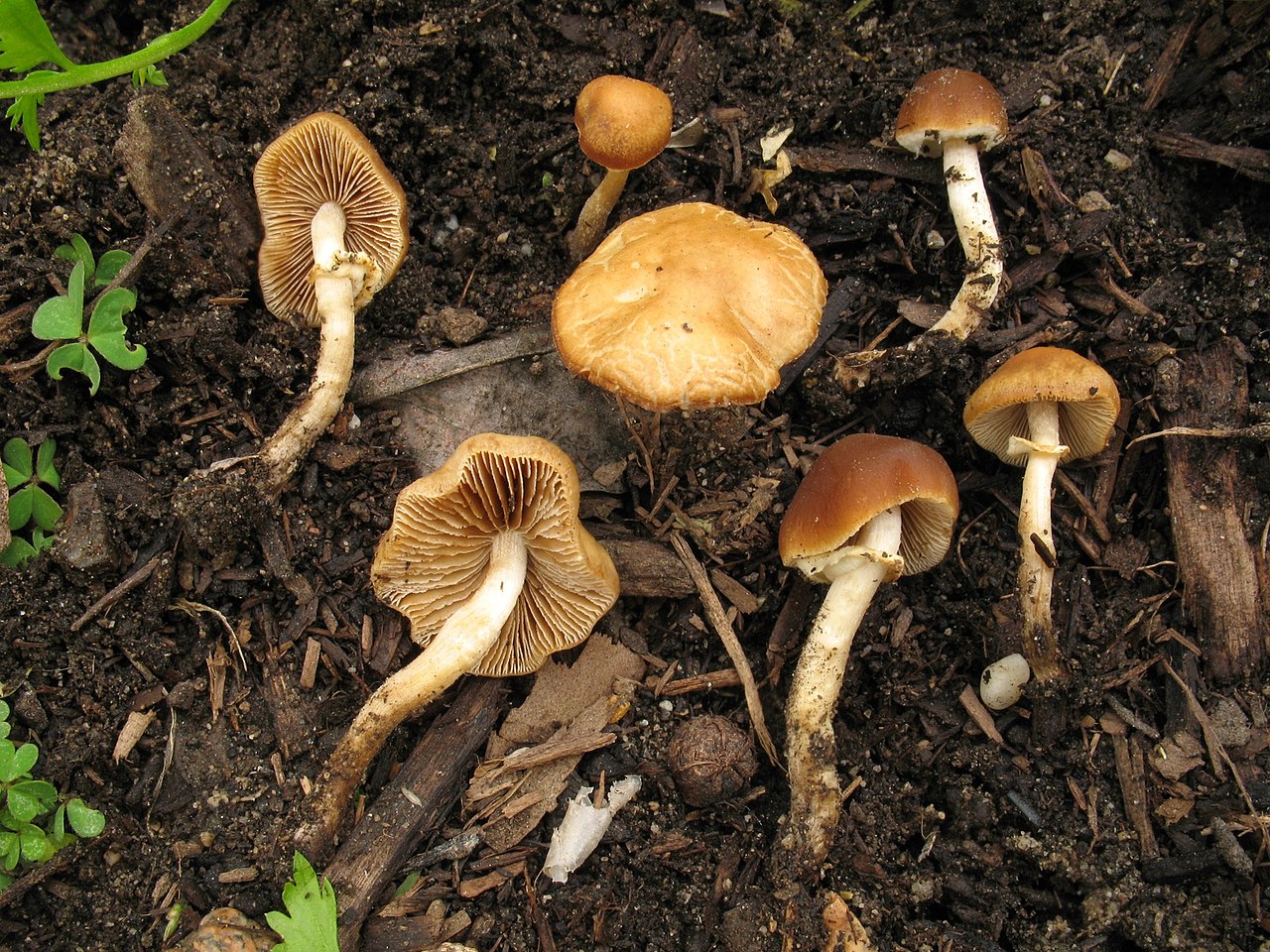 Deadly Conocybe close-up field photograph