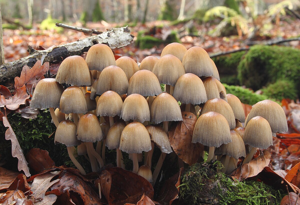 Mica Cap (Coprinellus micaceus)