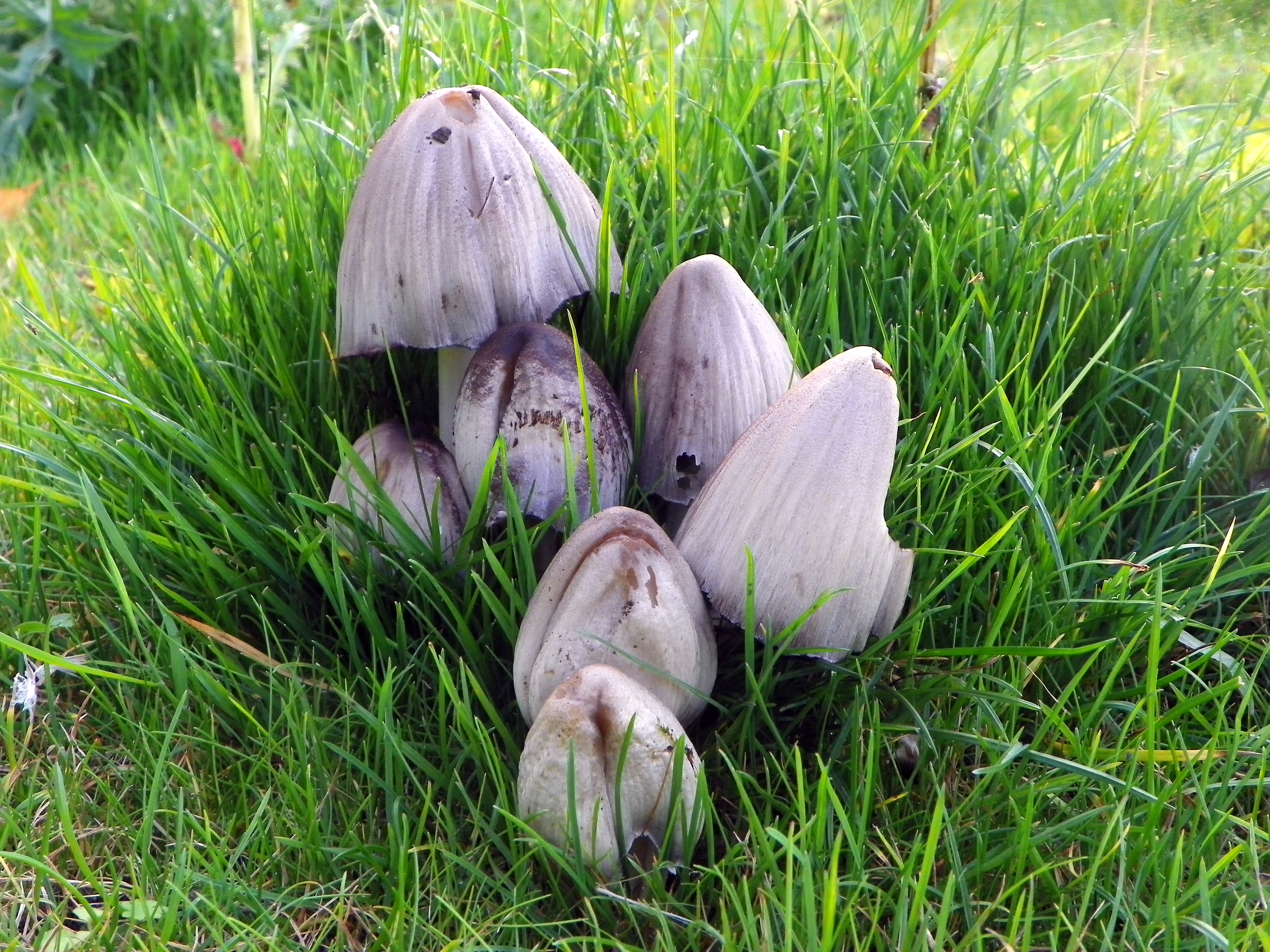 Common Ink Cap (Coprinopsis atramentaria)