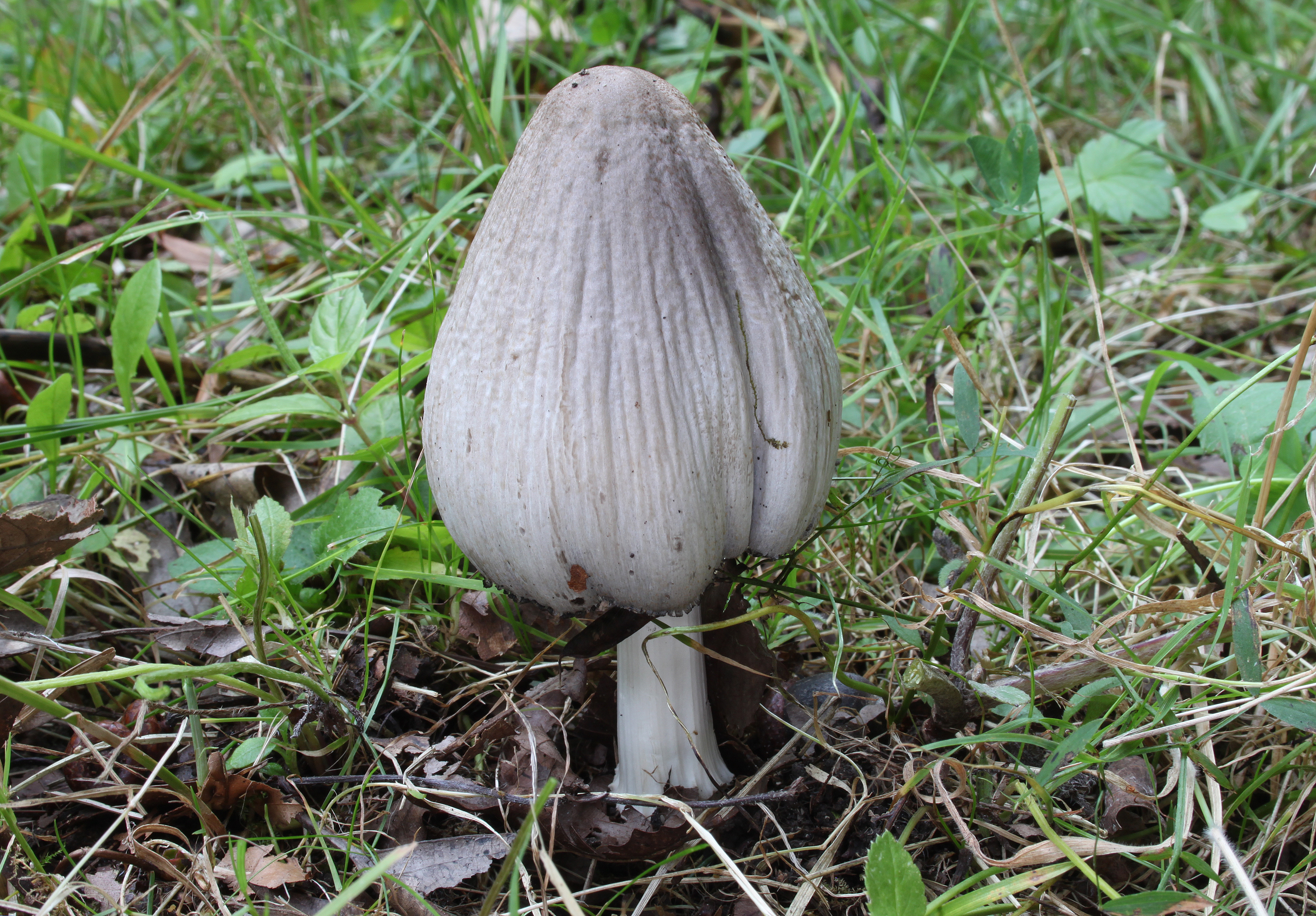 Common Ink Cap mushroom fully opened showing deliquescence and black gills