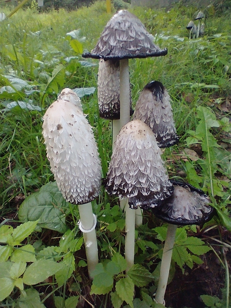 Shaggy Ink Cap (Coprinus comatus)