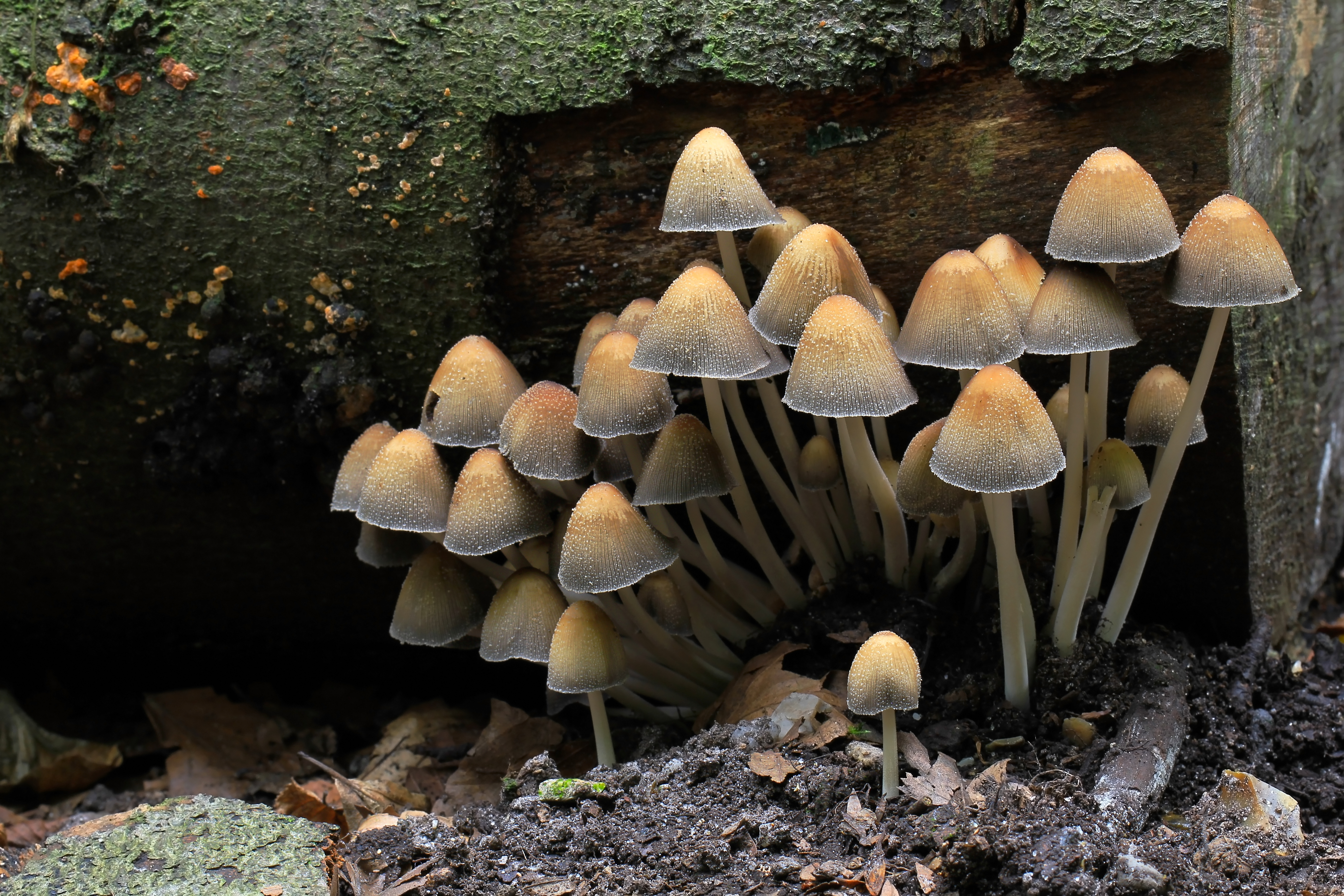 Mica Cap (Coprinellus micaceus)