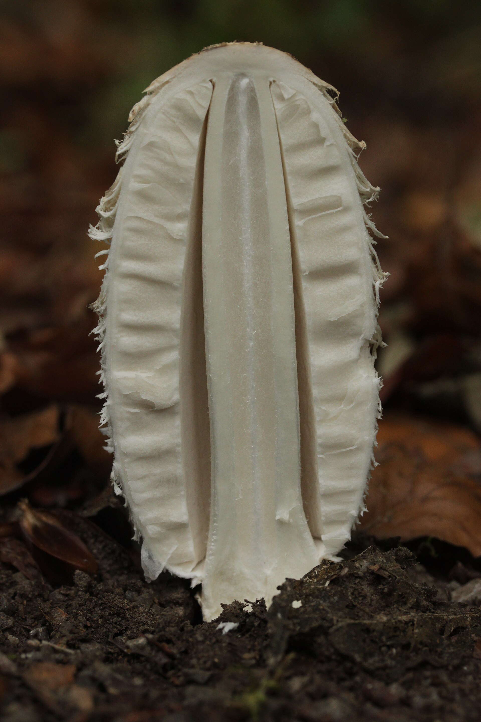 Shaggy Mane (Coprinus comatus) wild specimen