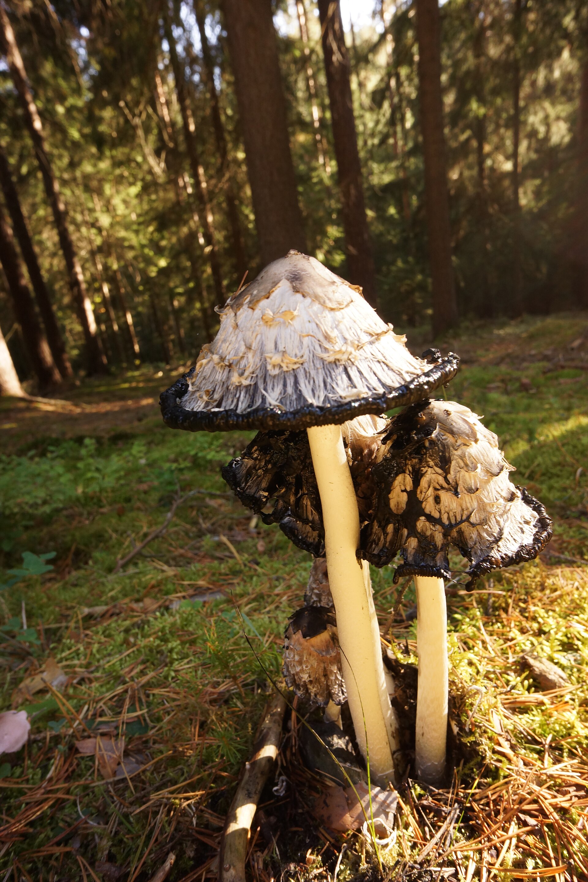 Shaggy Mane (Coprinus comatus) wild specimen