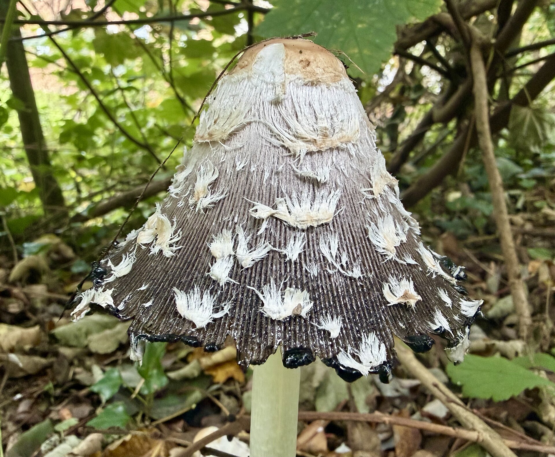 Shaggy Mane (Coprinus comatus) wild specimen