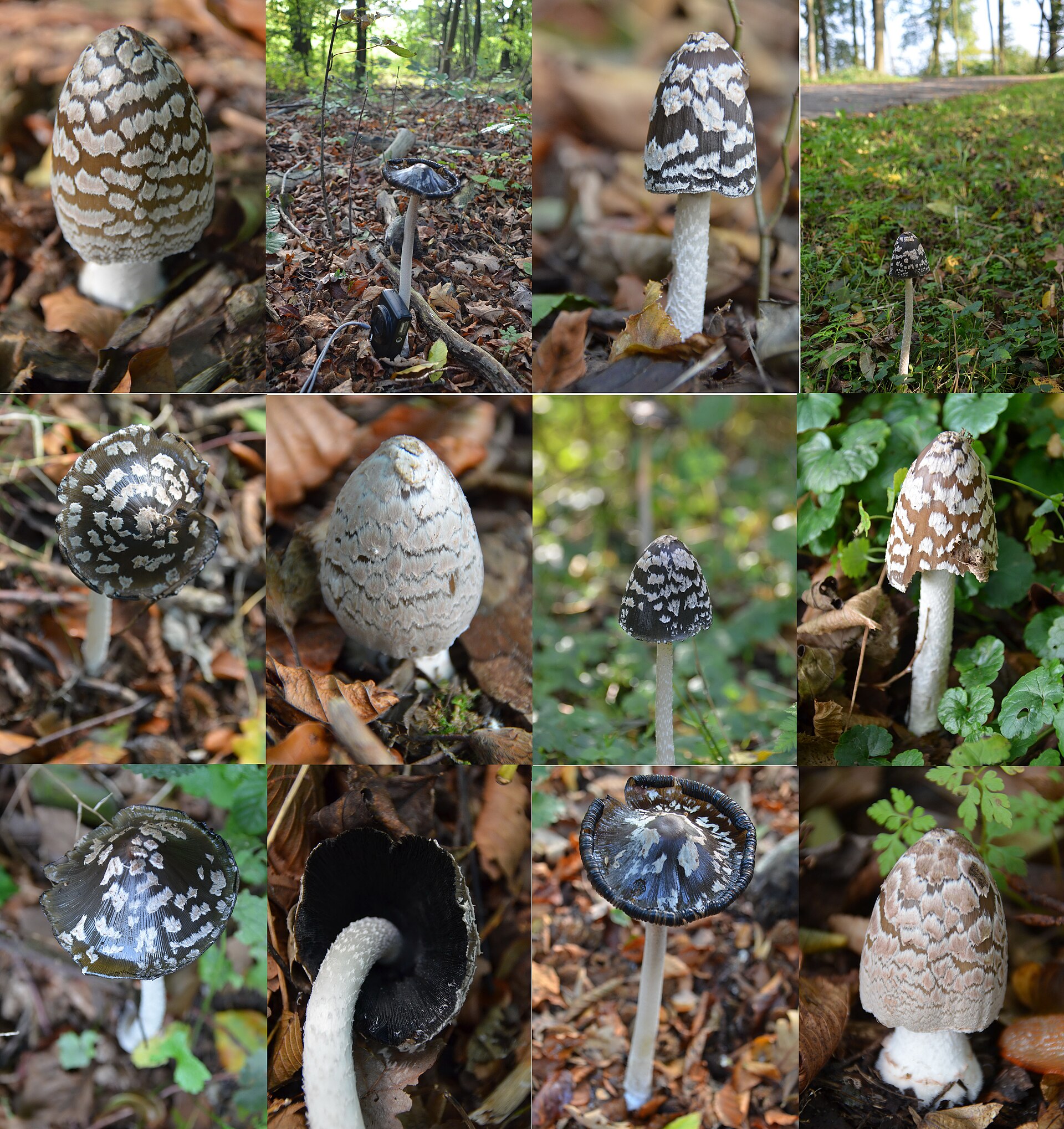 Magpie Inkcap (Coprinopsis picacea)