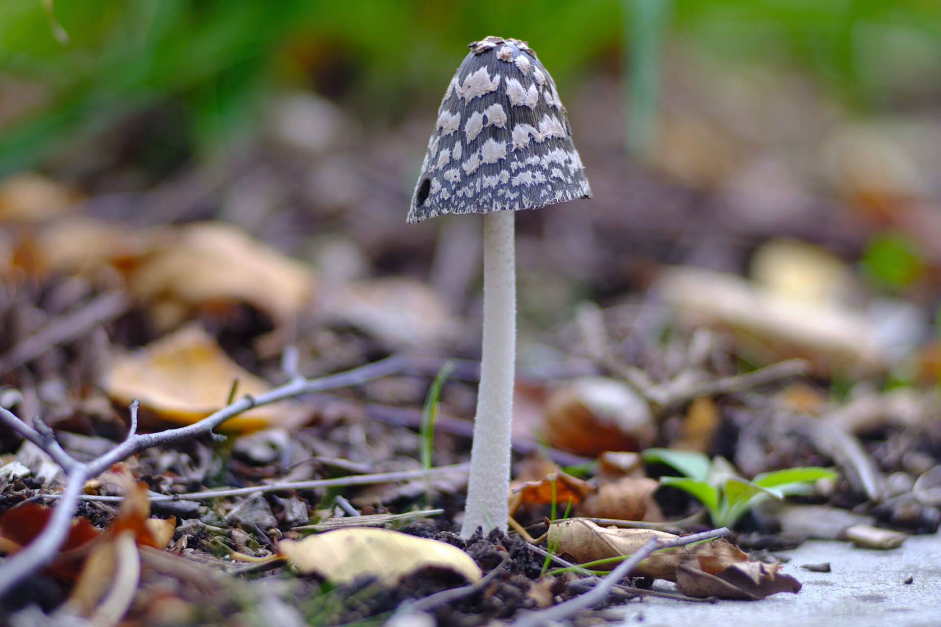 Magpie Inkcap cap viewed from above showing surface texture
