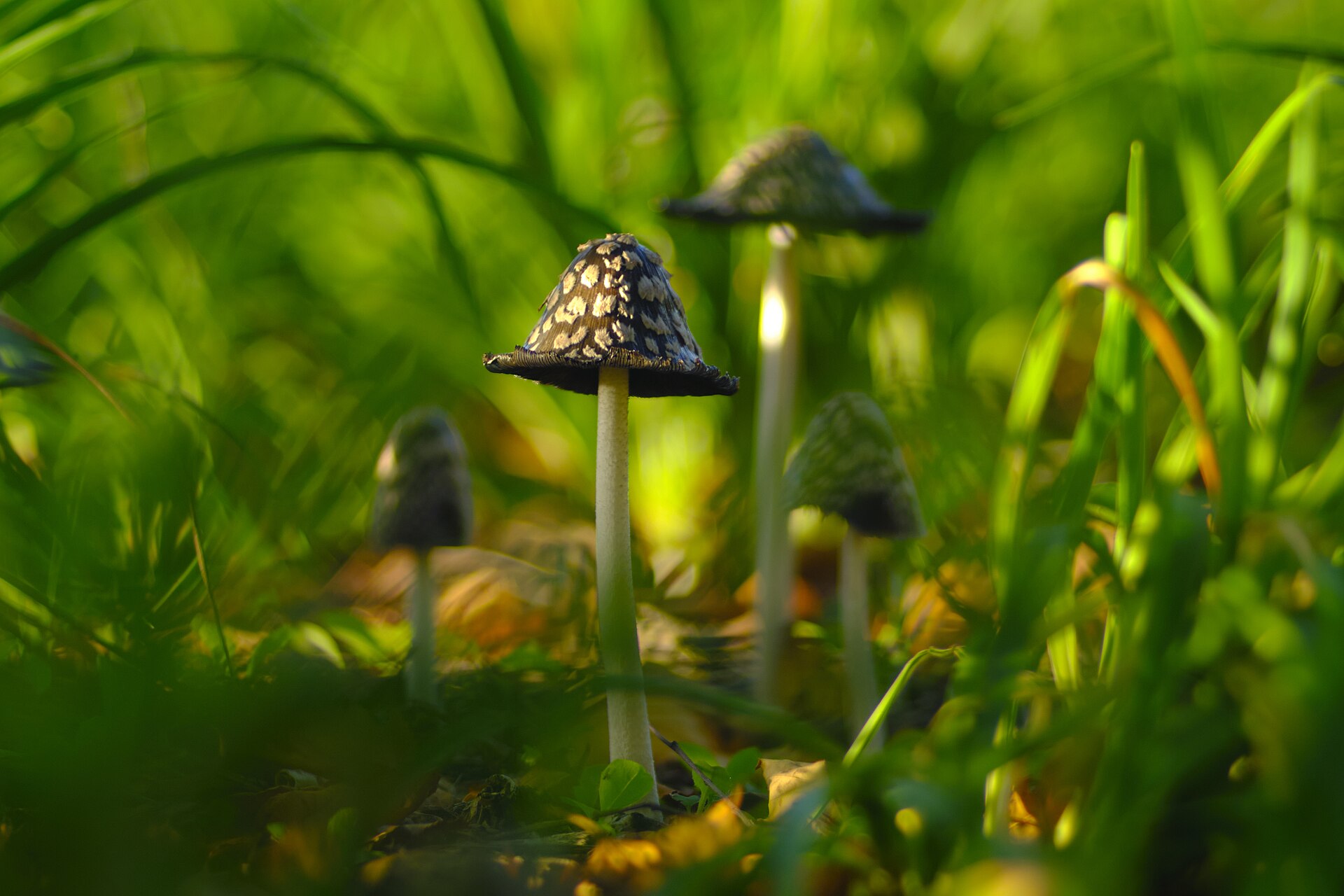 Magpie Inkcap cap viewed from above showing surface texture