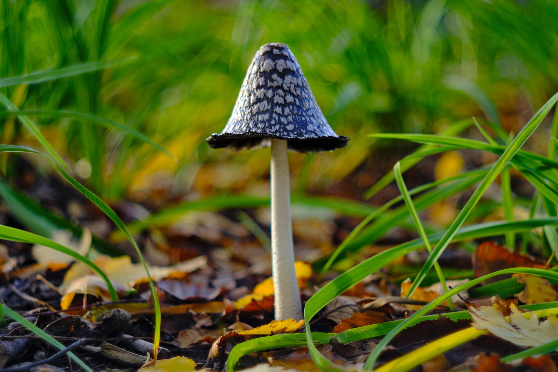 Magpie Inkcap cap viewed from above showing surface texture