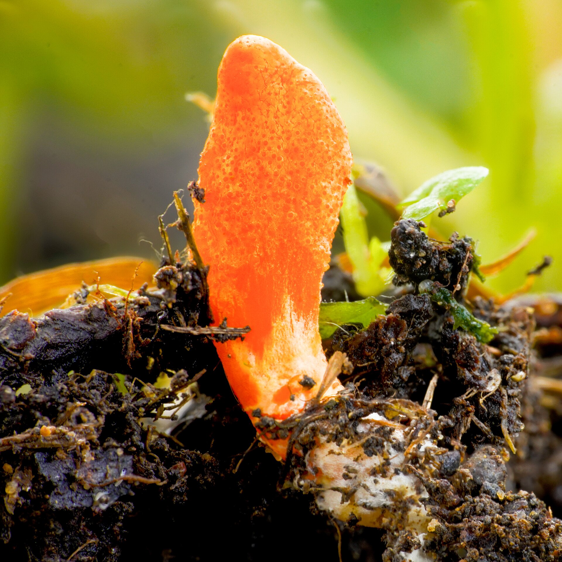 Scarlet Caterpillar Club (Cordyceps militaris) wild specimen