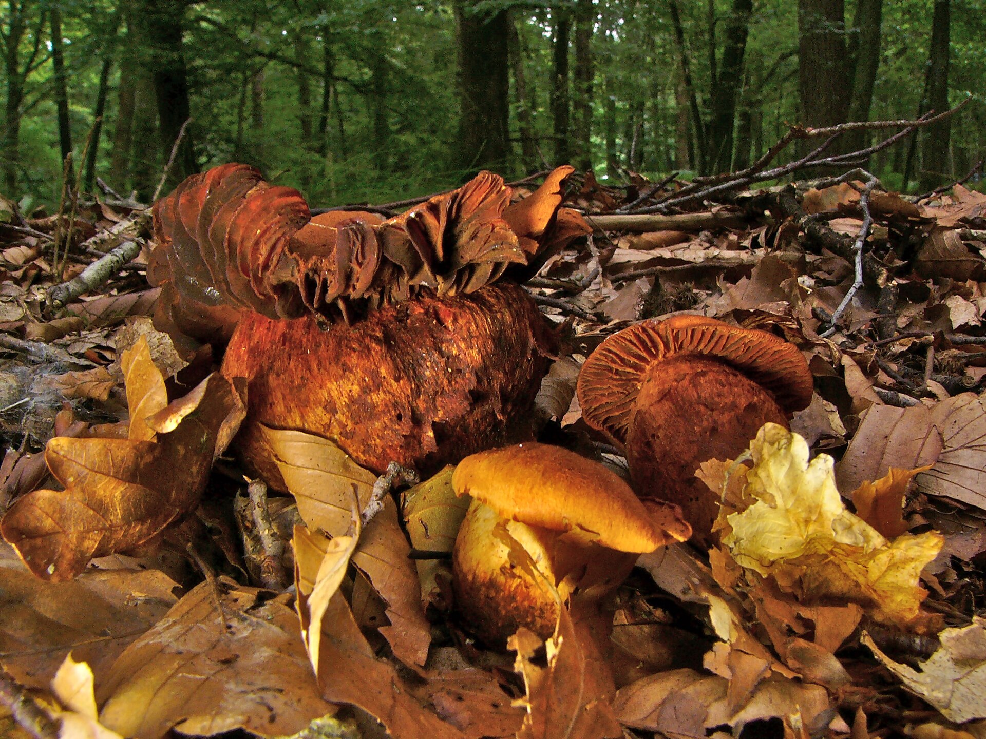 Fool's Webcap (Cortinarius orellanus) wild specimen