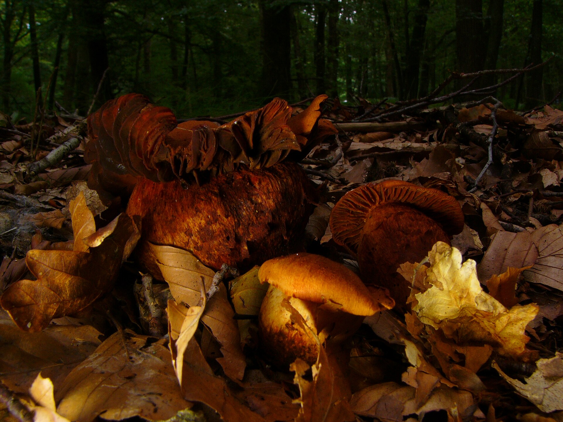 Fool's Webcap (Cortinarius orellanus) wild specimen