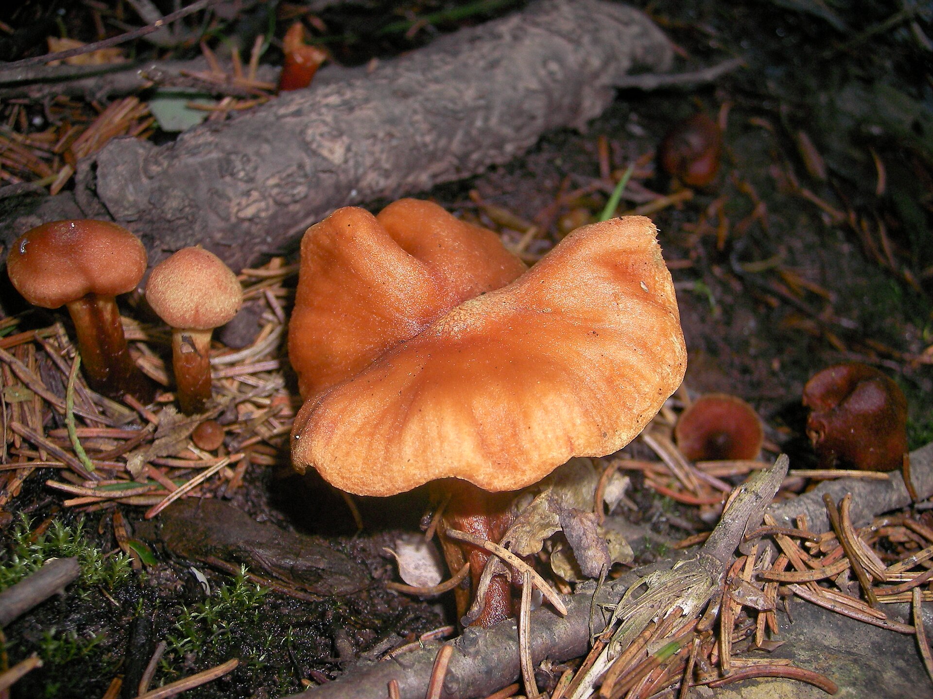 Deadly Webcap (Cortinarius rubellus) wild specimen