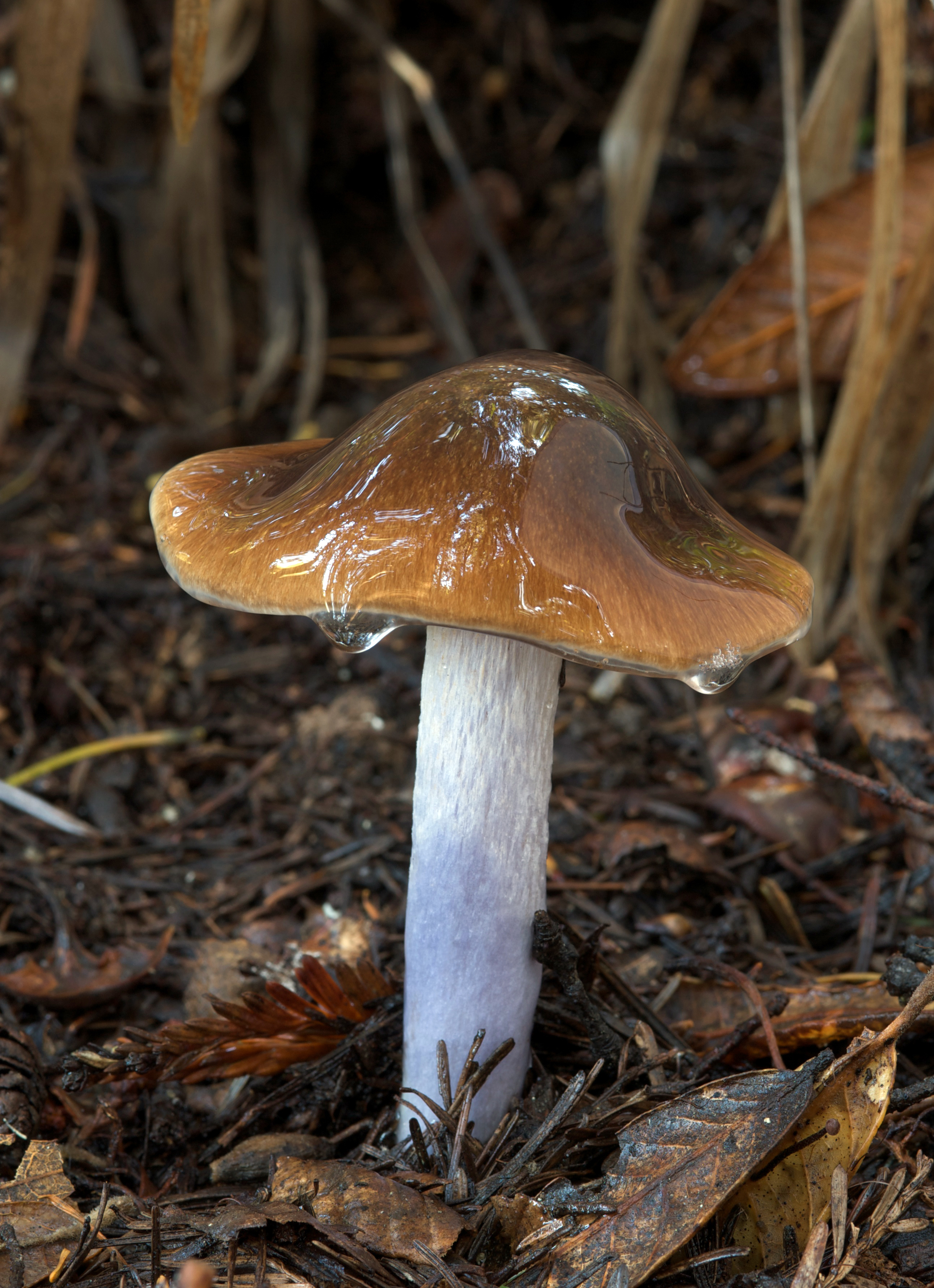 Van Duzer's Cortinarius (Cortinarius vanduzerensis)