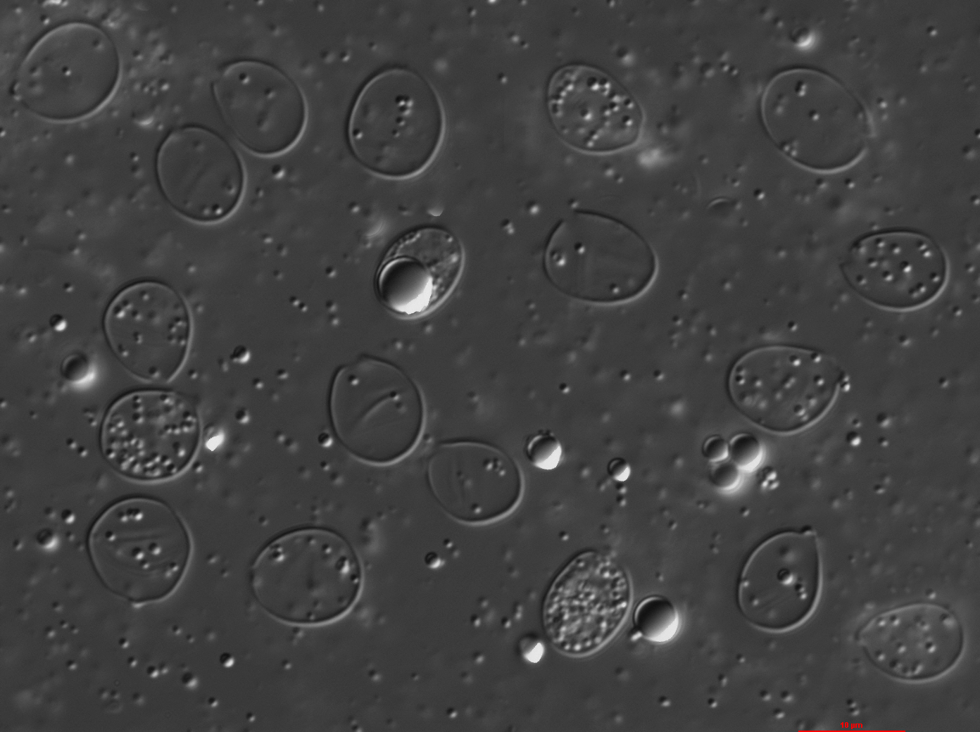 Black Trumpet (Craterellus cornucopioides) wild specimen