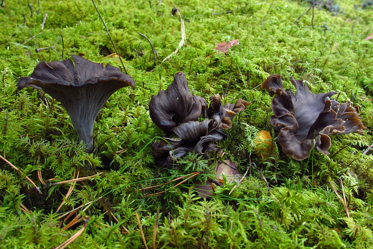 Black Trumpet — Black Trumpet Mushroom Butter on Steak