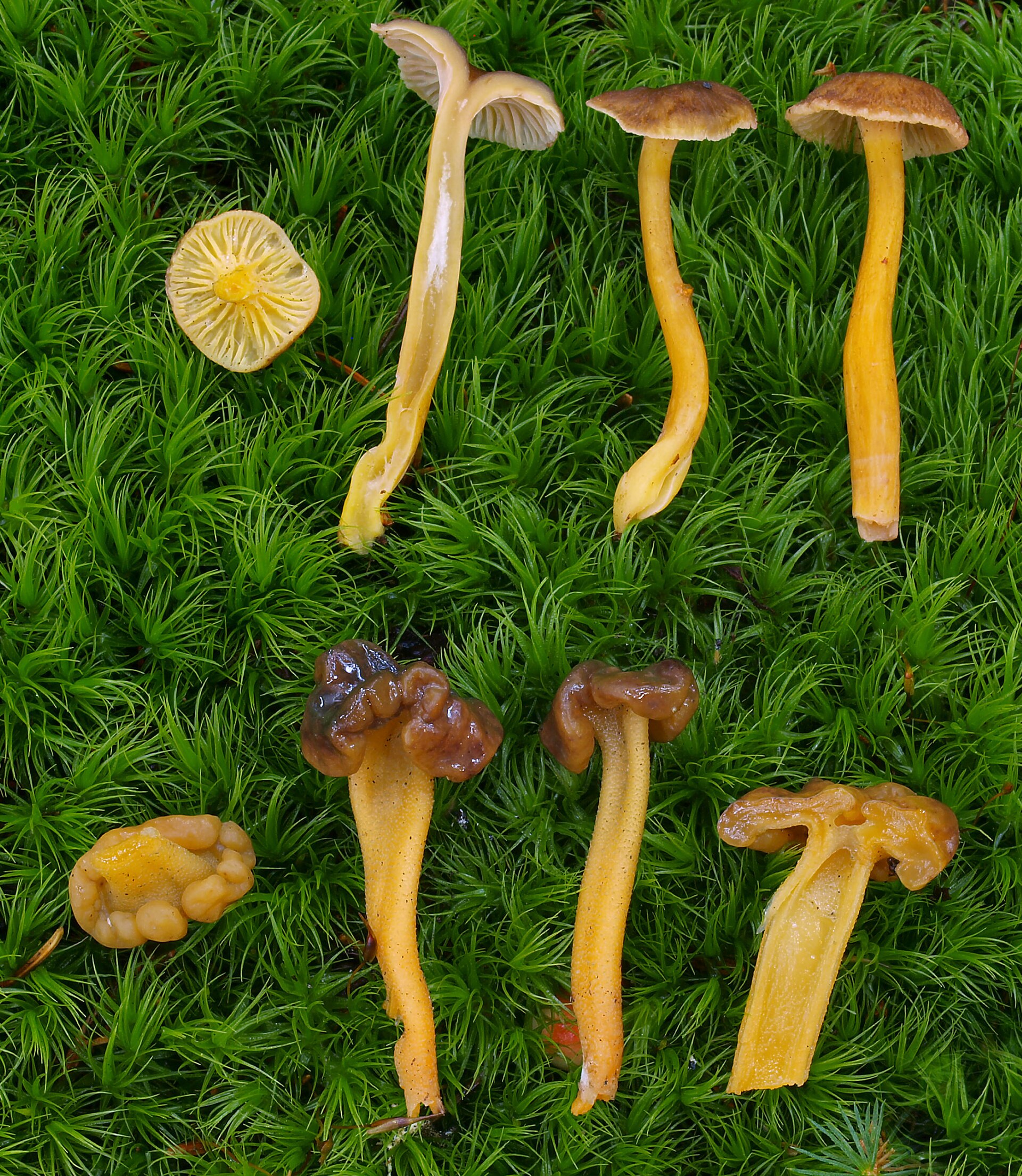 Trumpet Chanterelle (Craterellus tubaeformis) wild specimen