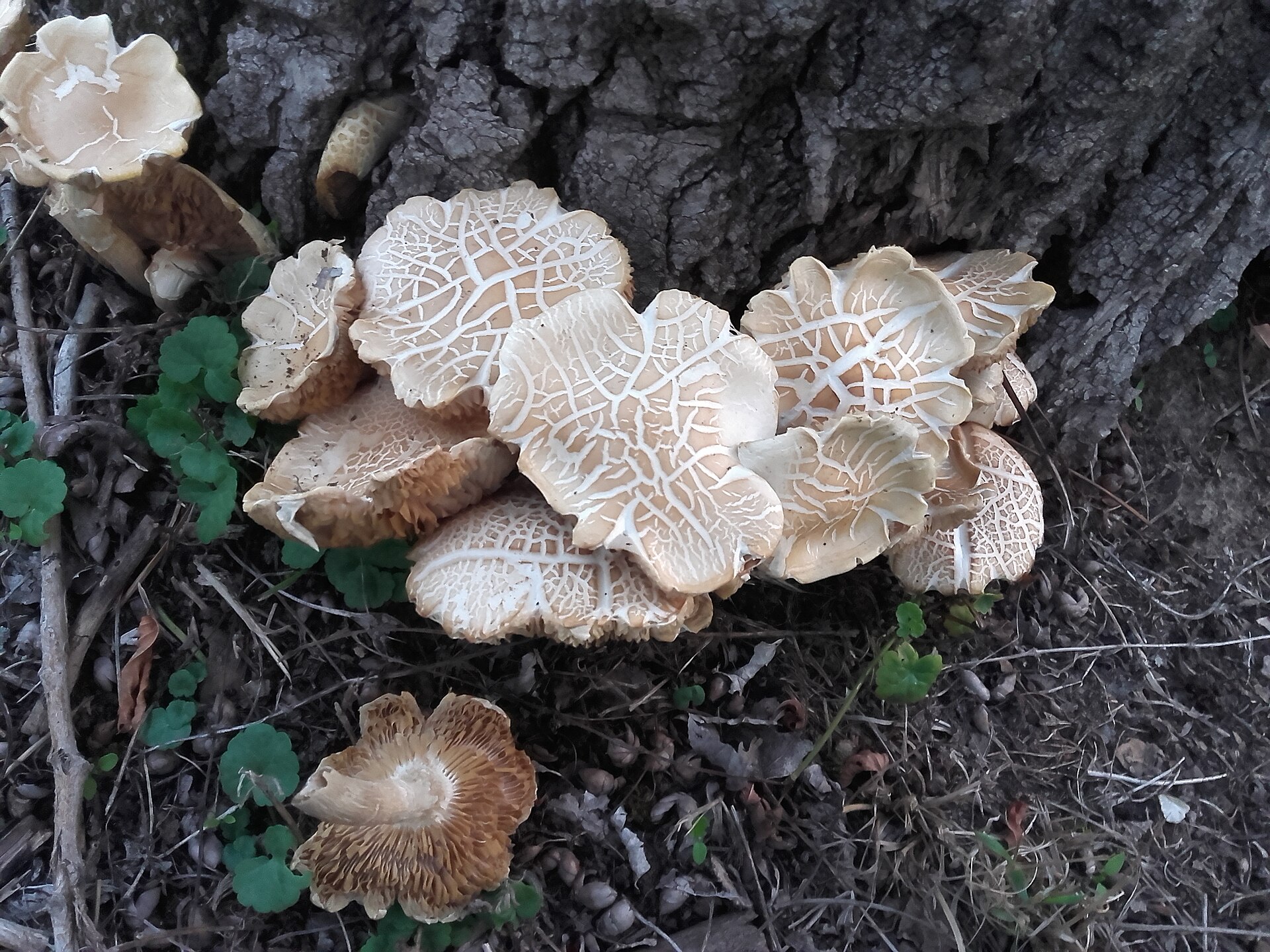 Pioppino (Cyclocybe aegerita) wild specimen