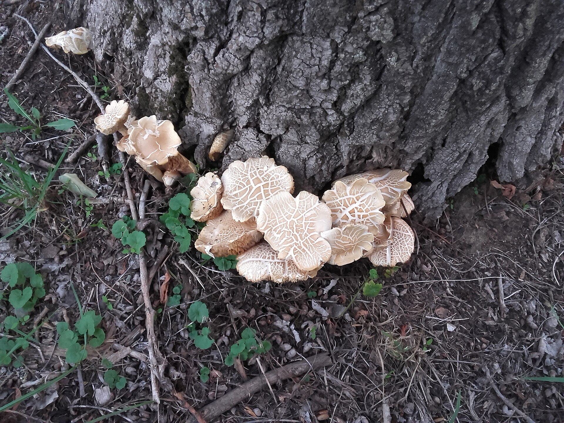 Pioppino (Cyclocybe aegerita) wild specimen