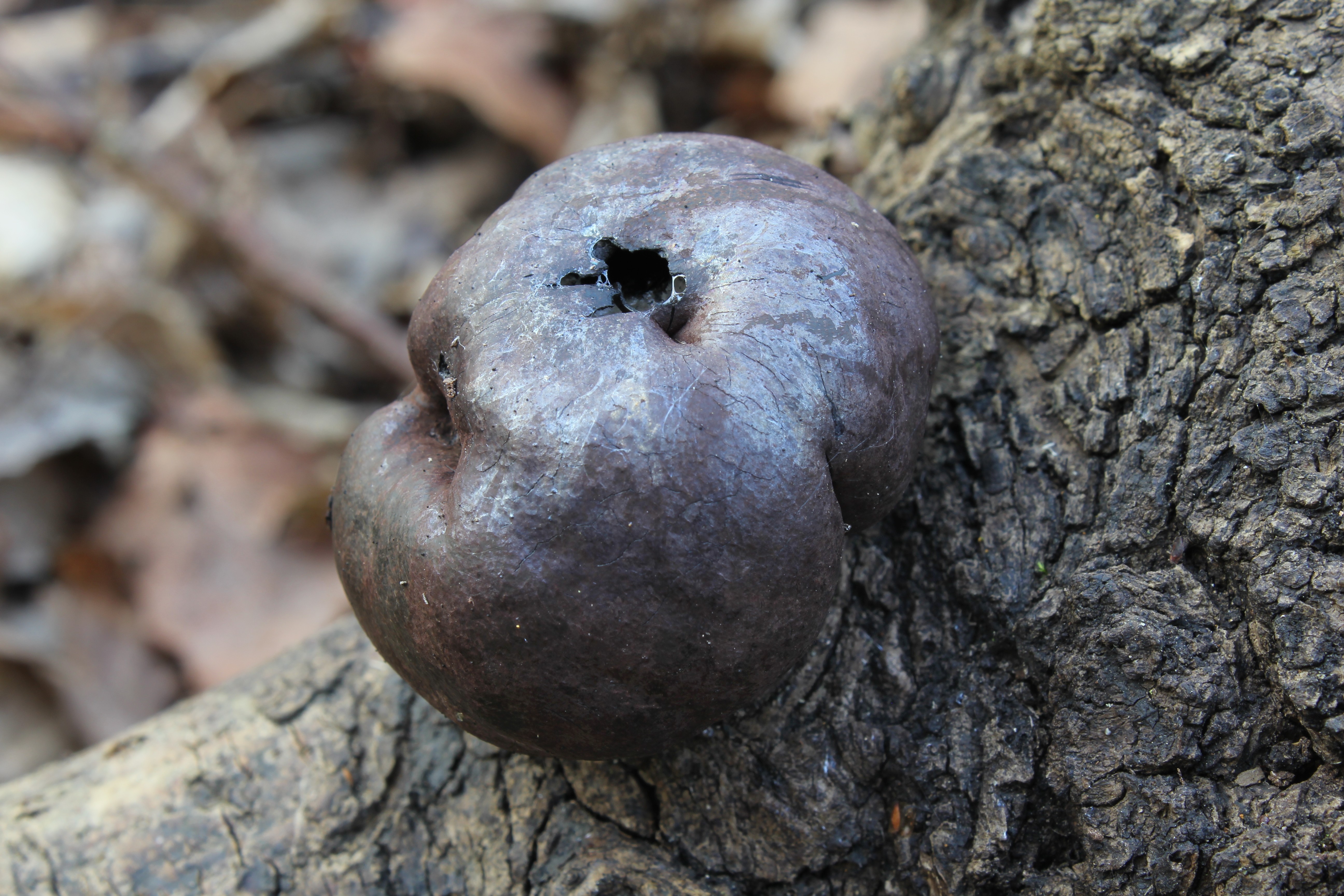 Cramp Balls (Daldinia concentrica)