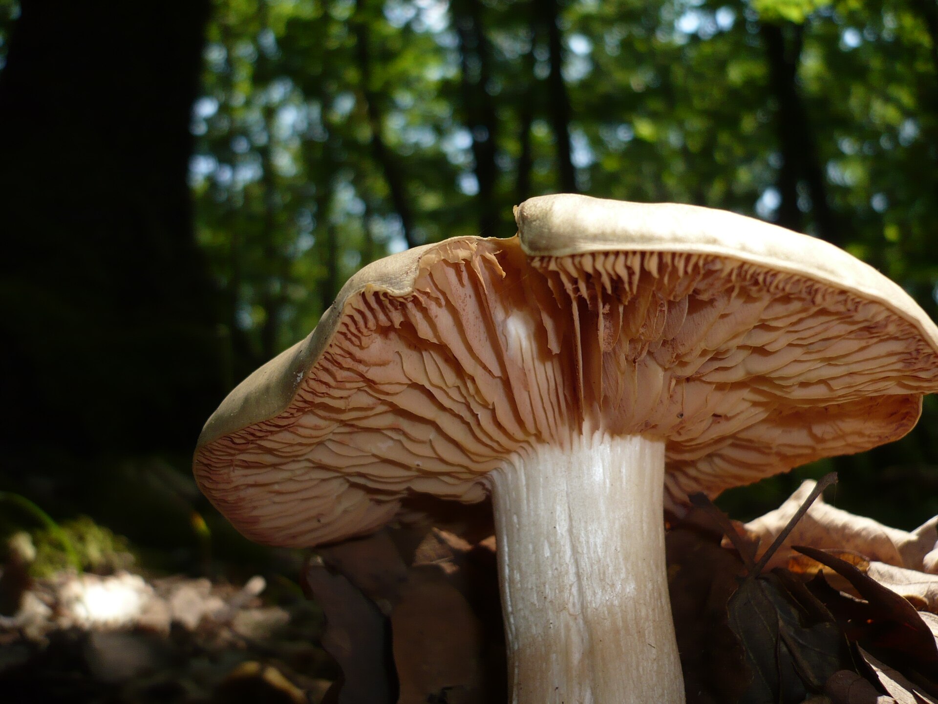 Livid Pinkgill (Entoloma sinuatum)