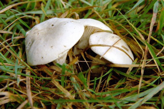 Livid Pinkgill cap viewed from above showing surface texture