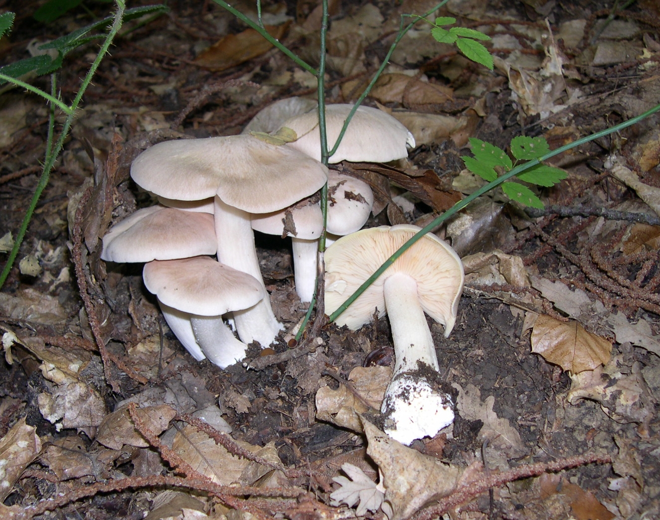 Group of Livid Pinkgill mushrooms in the wild