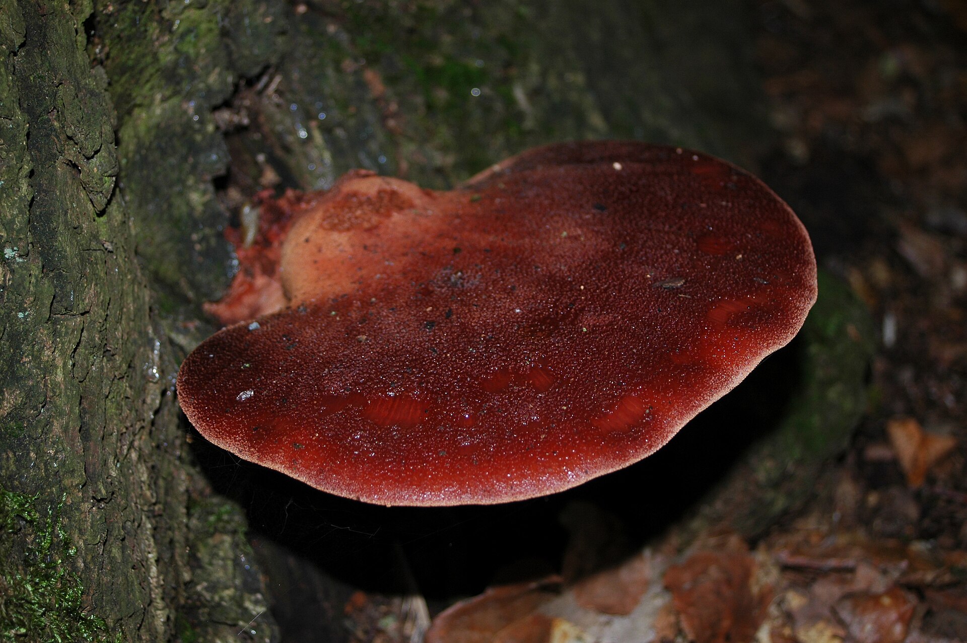 Beefsteak Fungus (Fistulina hepatica)