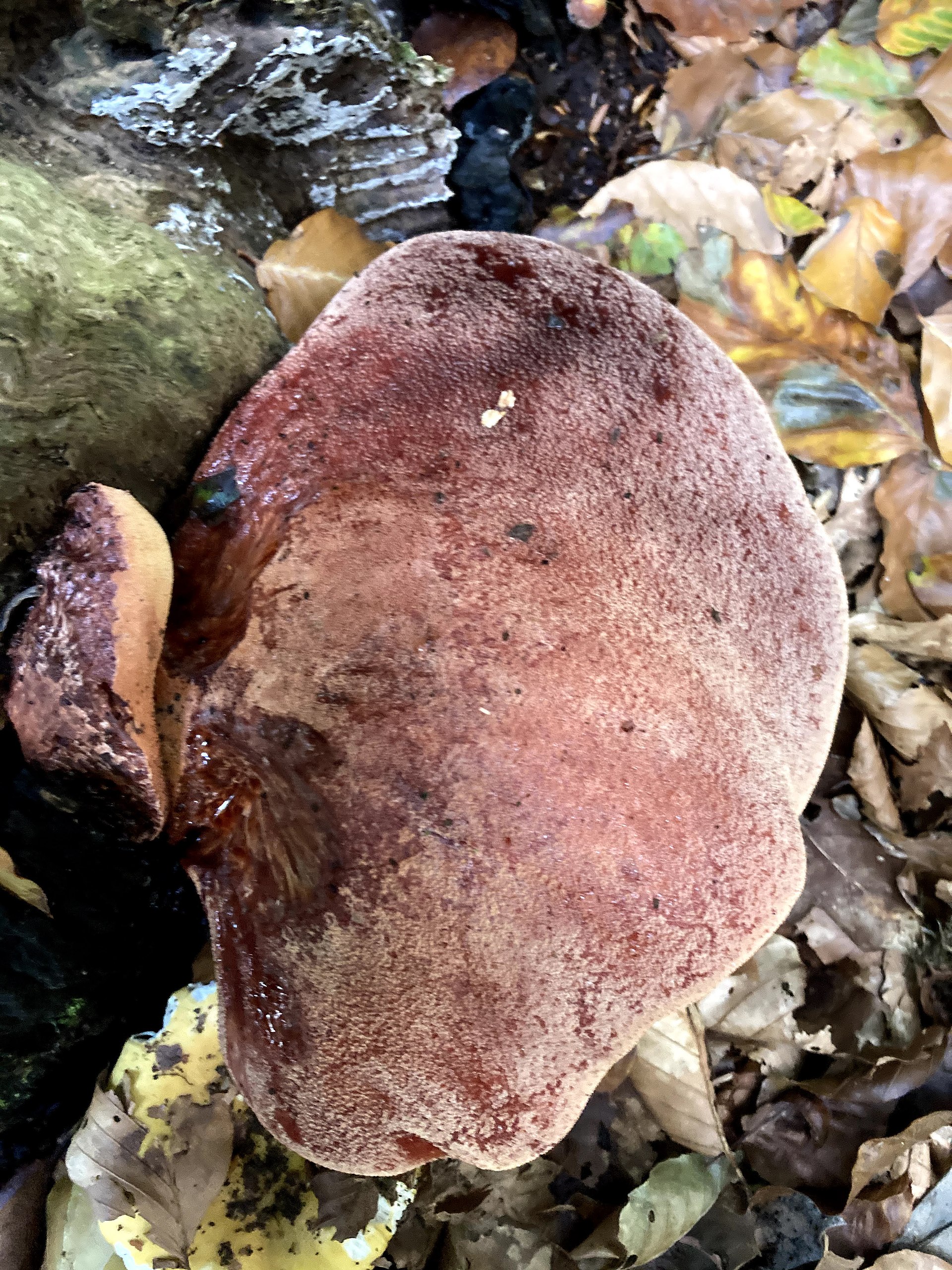Beefsteak Fungus growing in natural habitat