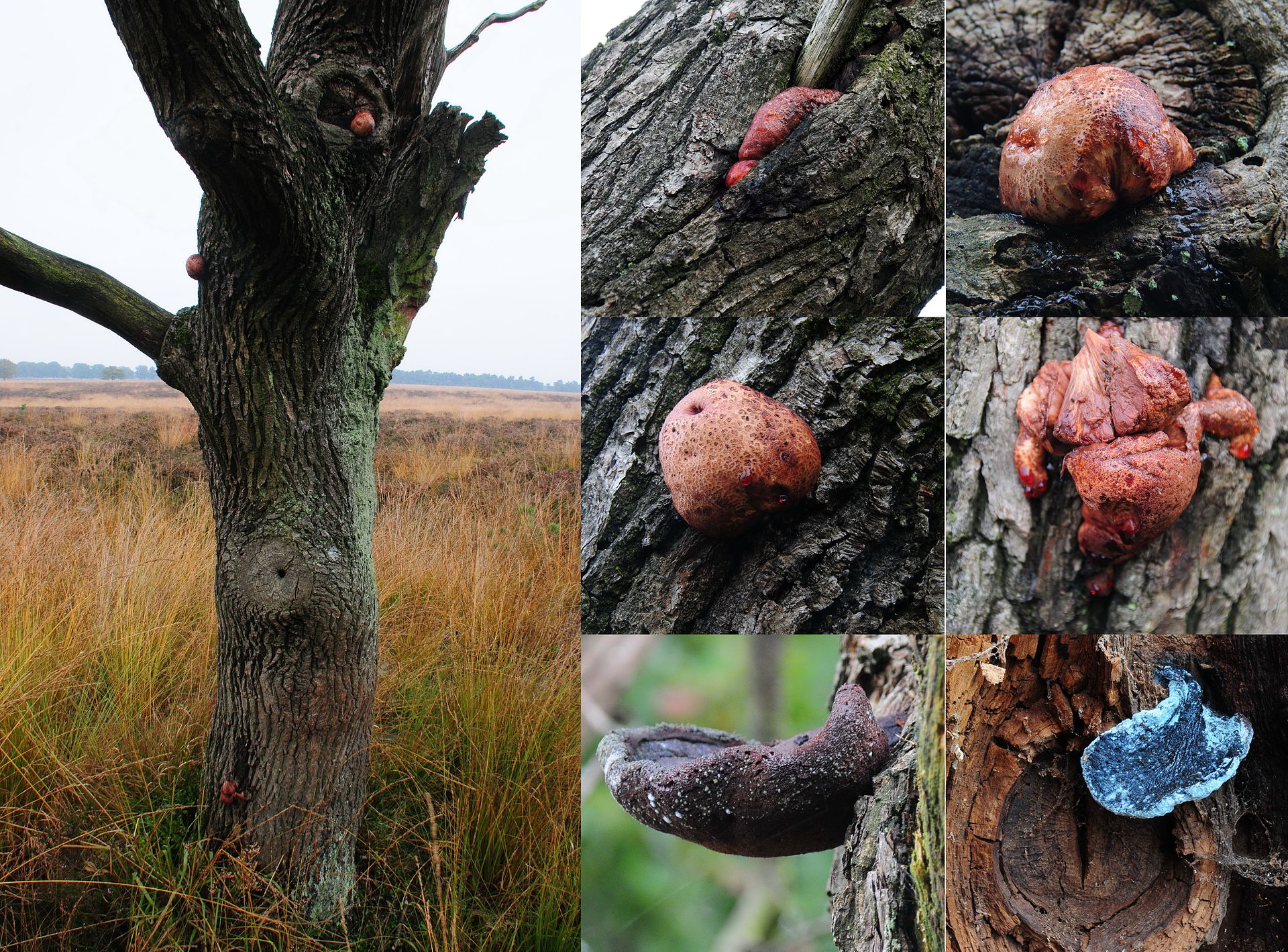 Young Beefsteak Fungus specimen