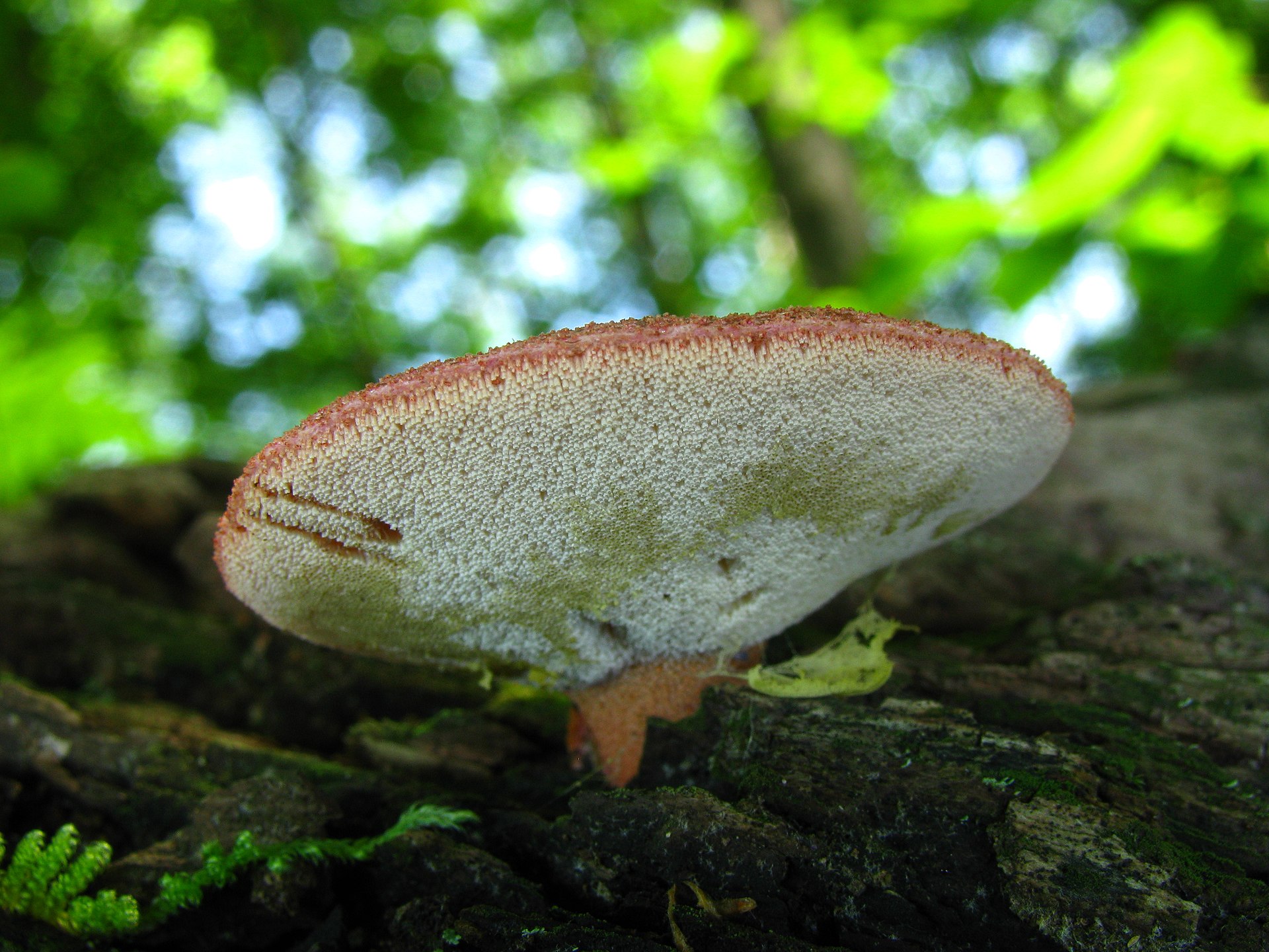 Beefsteak Fungus (Fistulina hepatica) wild specimen