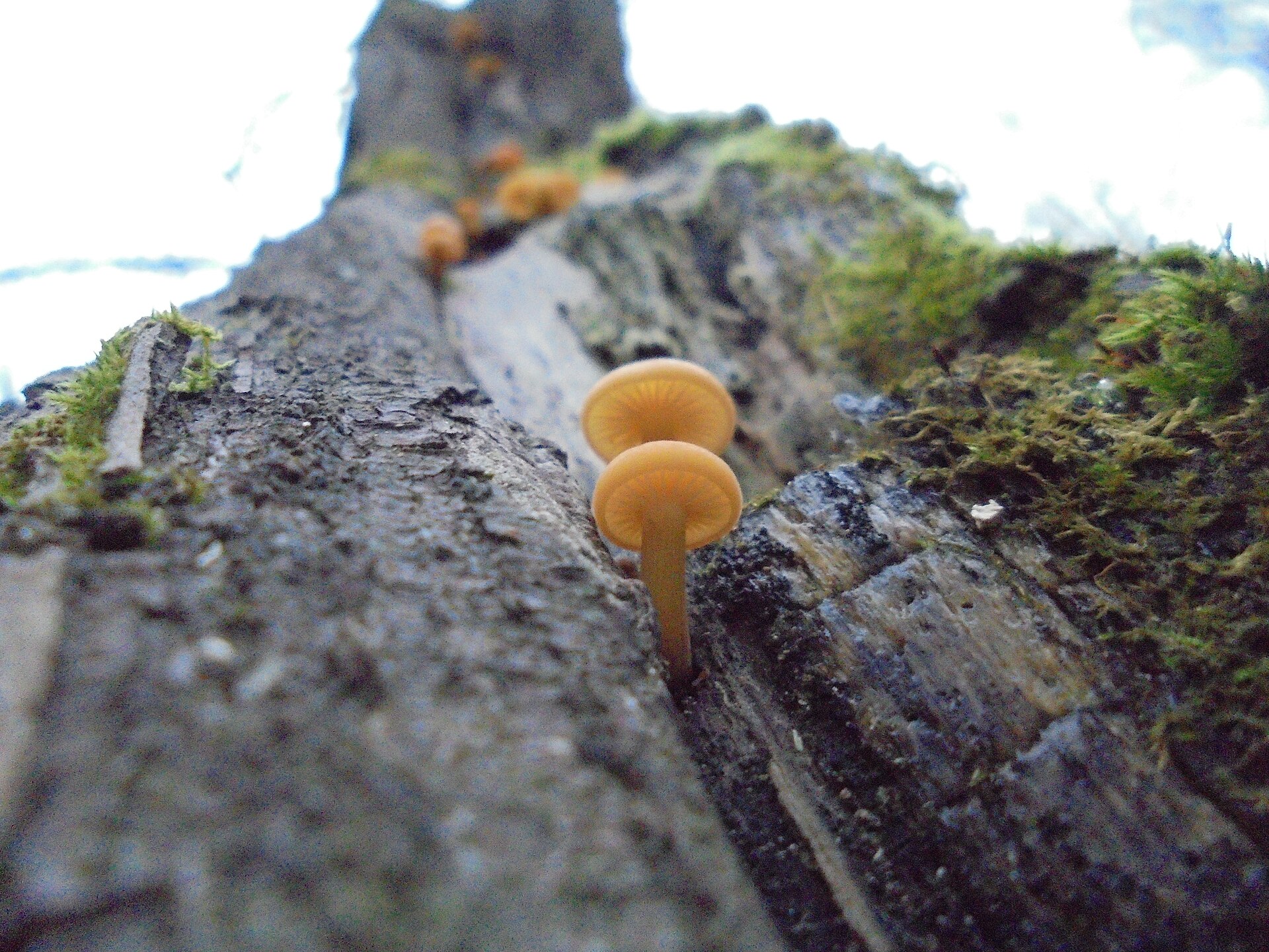 Enoki (Flammulina velutipes)