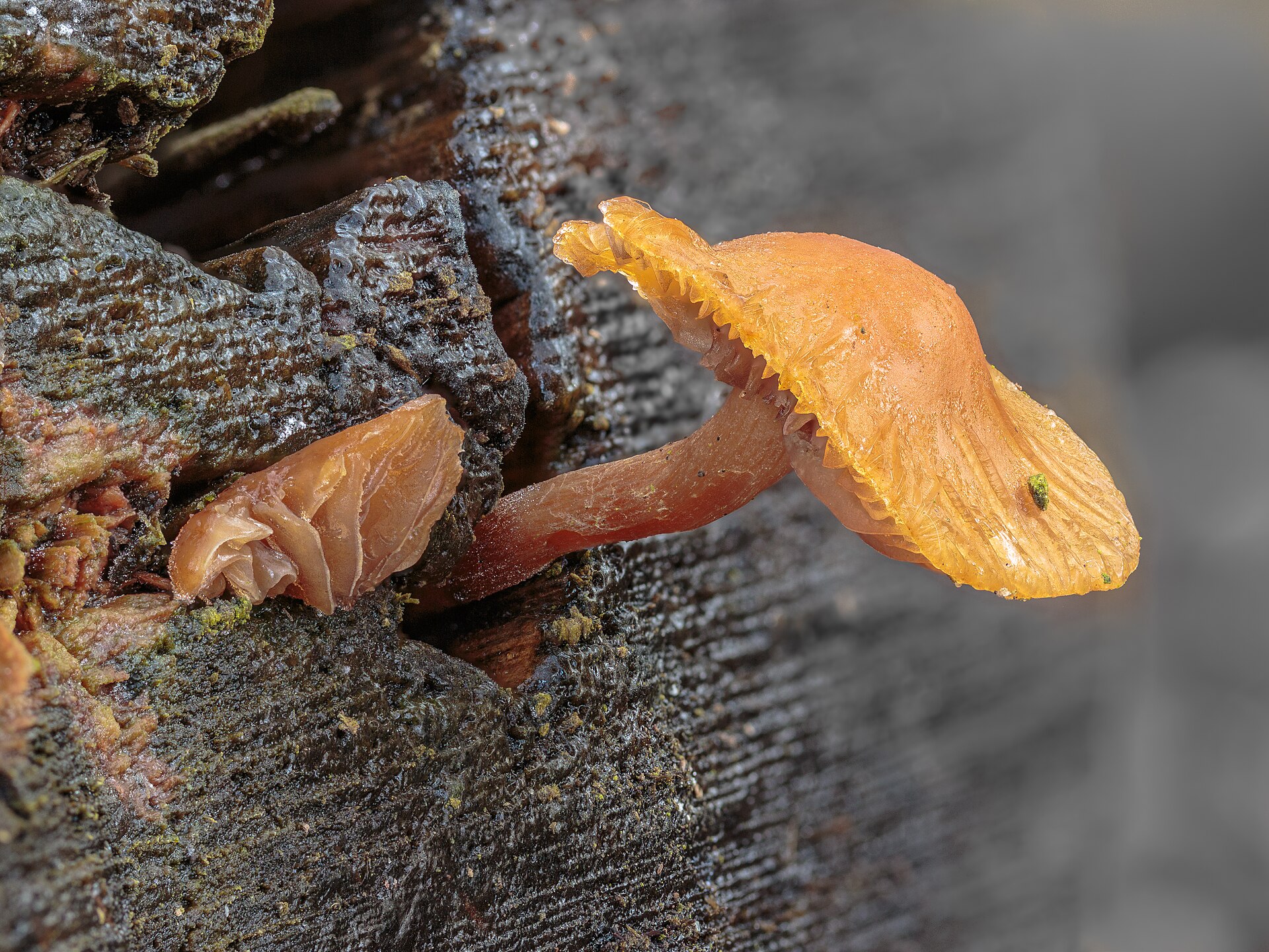 Enoki (Flammulina velutipes) wild specimen