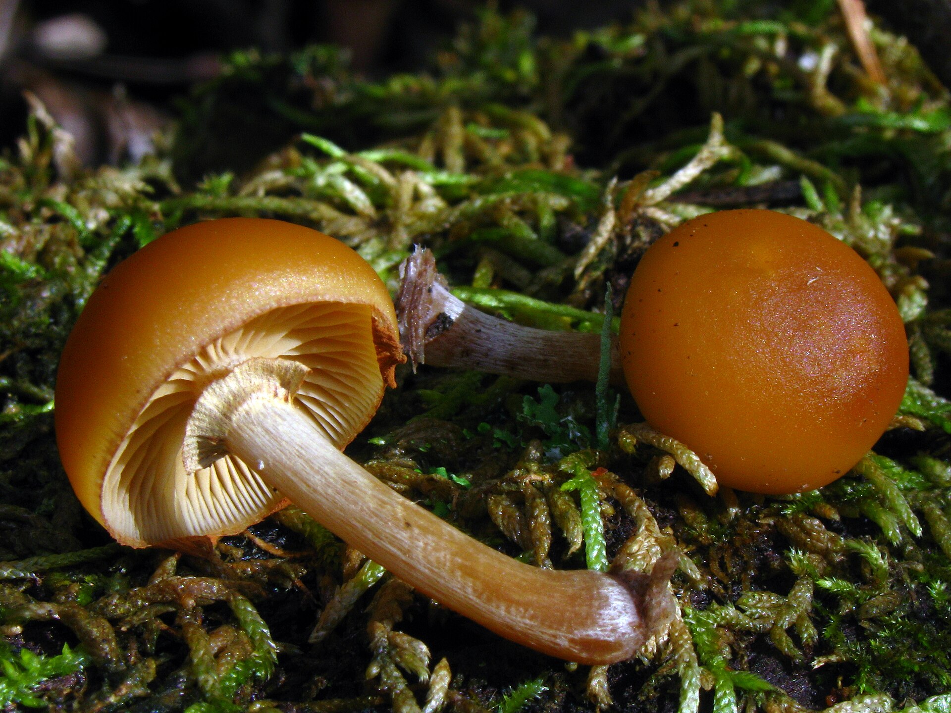 Funeral Bell (Galerina marginata) wild specimen