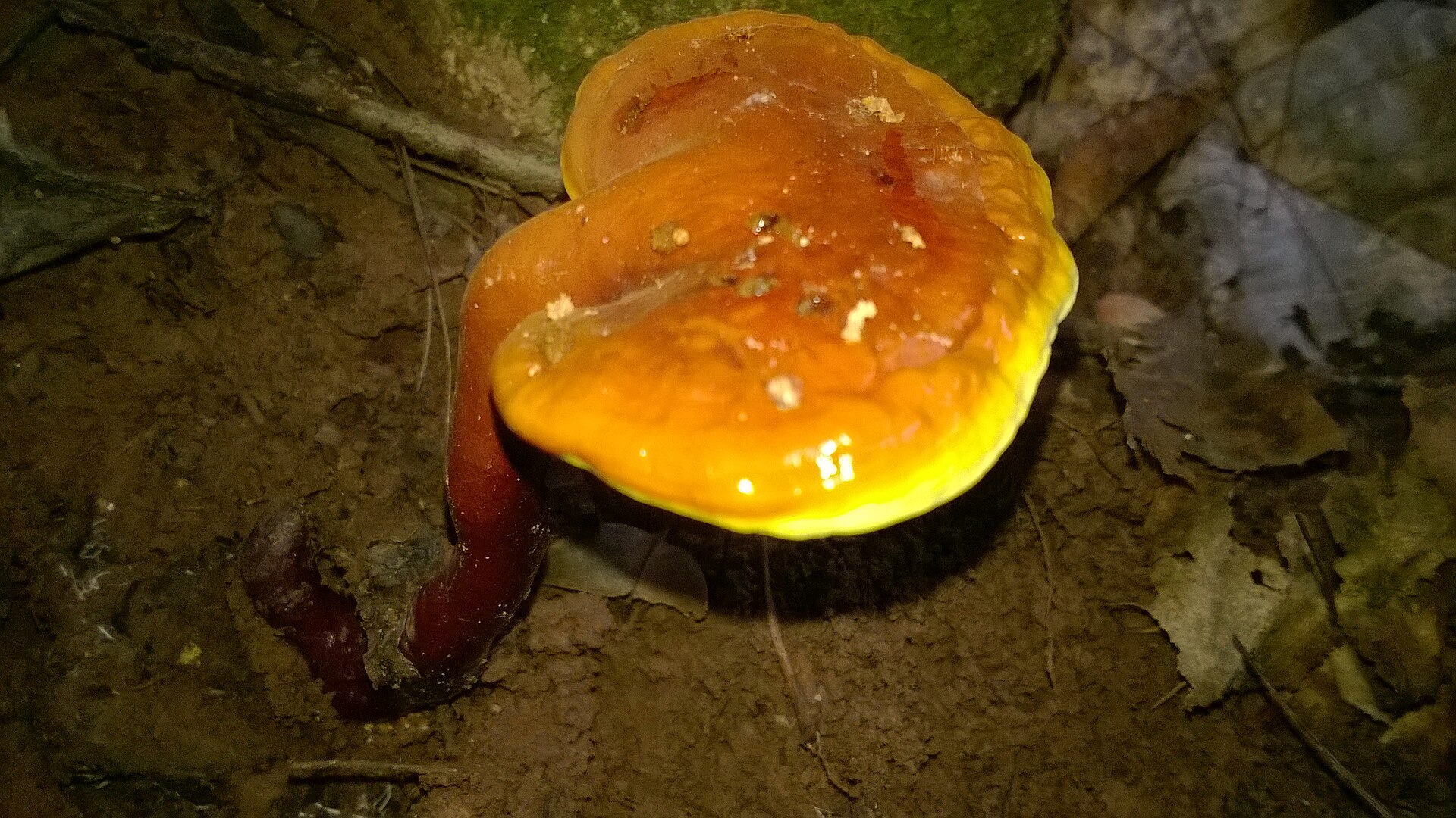 Reishi (Ganoderma lucidum)