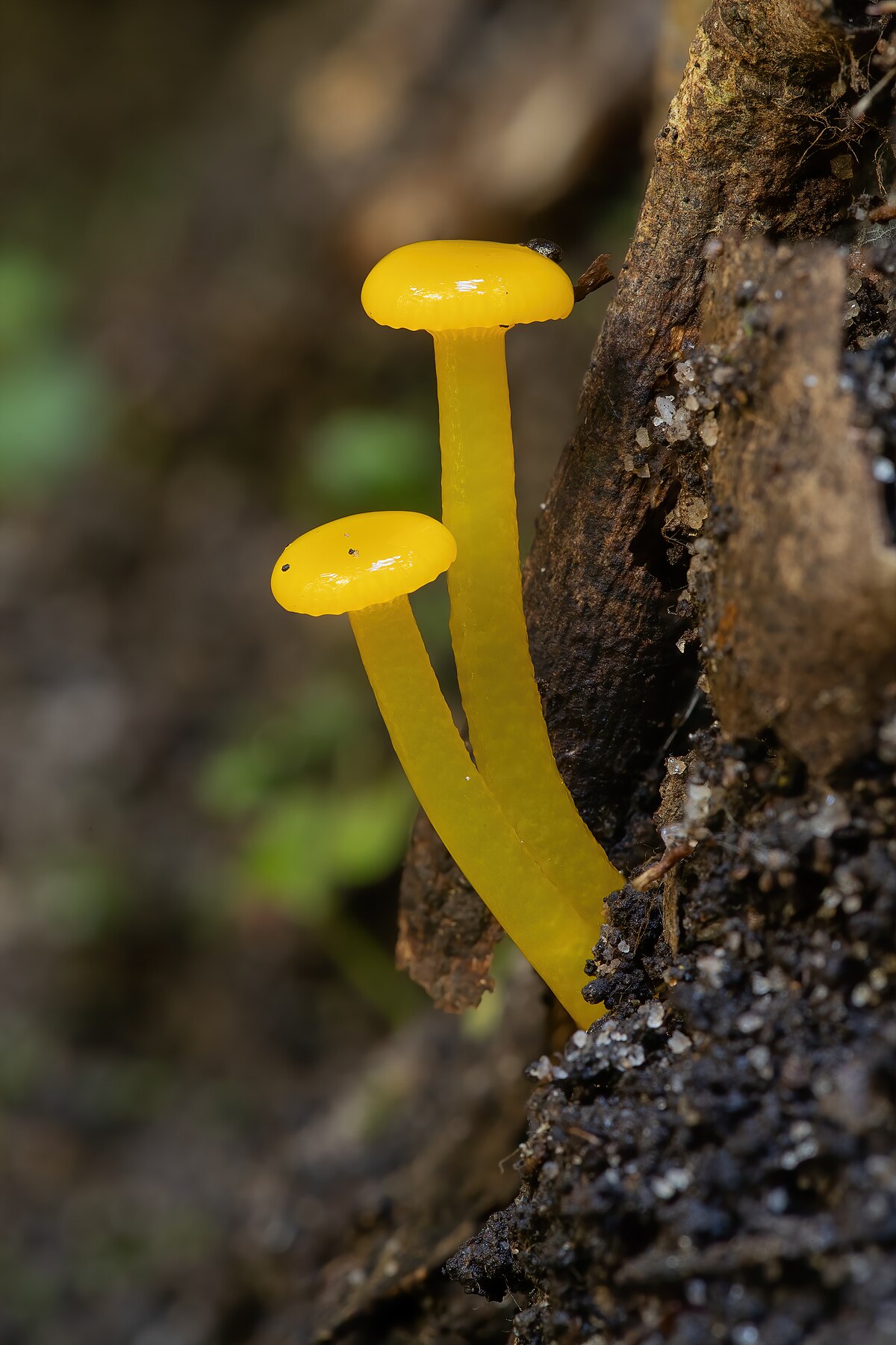 Lemon Waxcap (Gliophorus chromolimoneus)