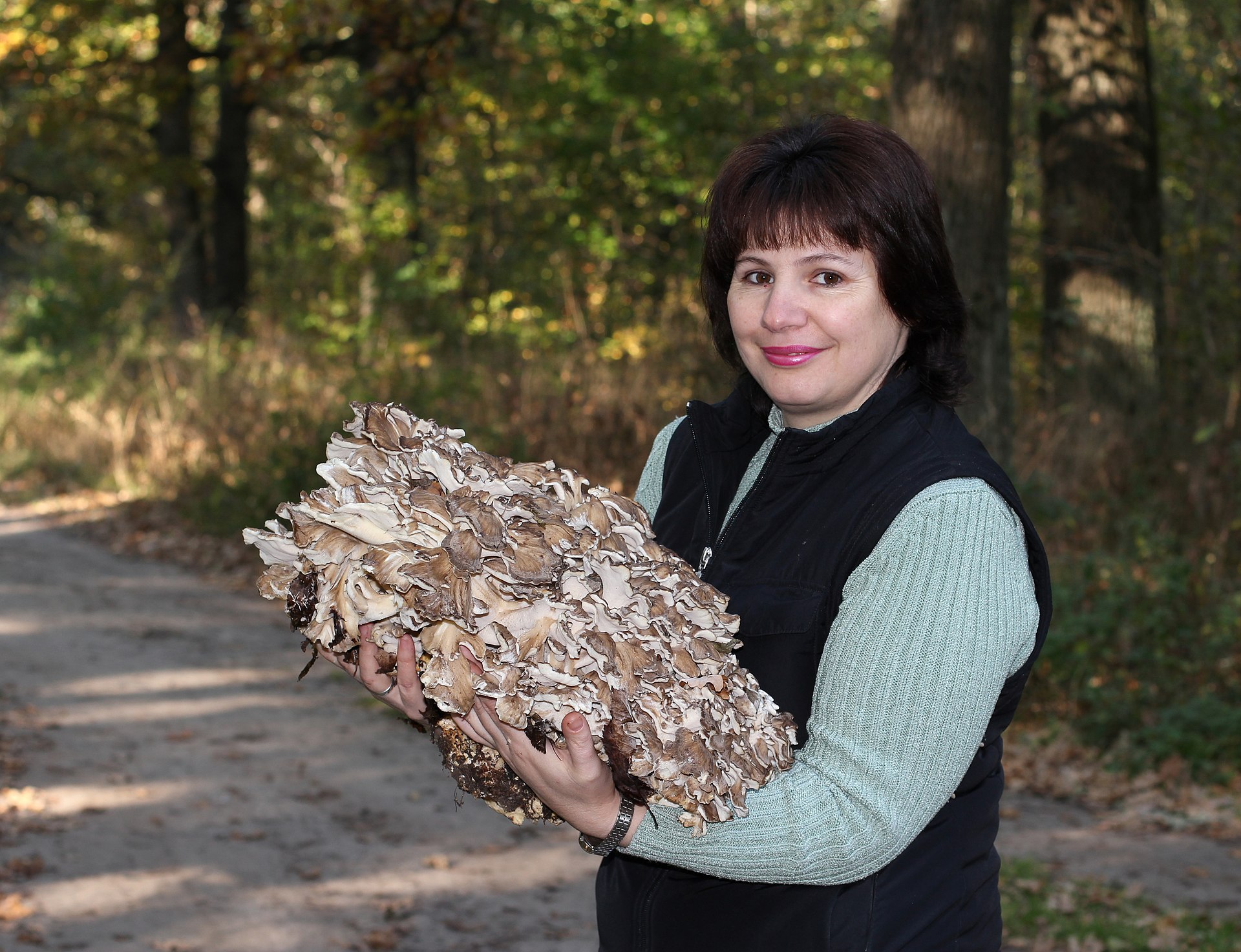 Hen of the Woods (Grifola frondosa) wild specimen
