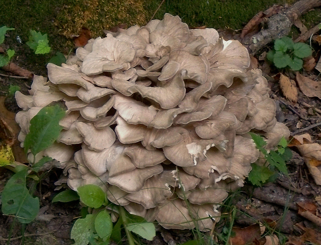 Hen of the Woods — Roasted Hen of the Woods with Miso Glaze