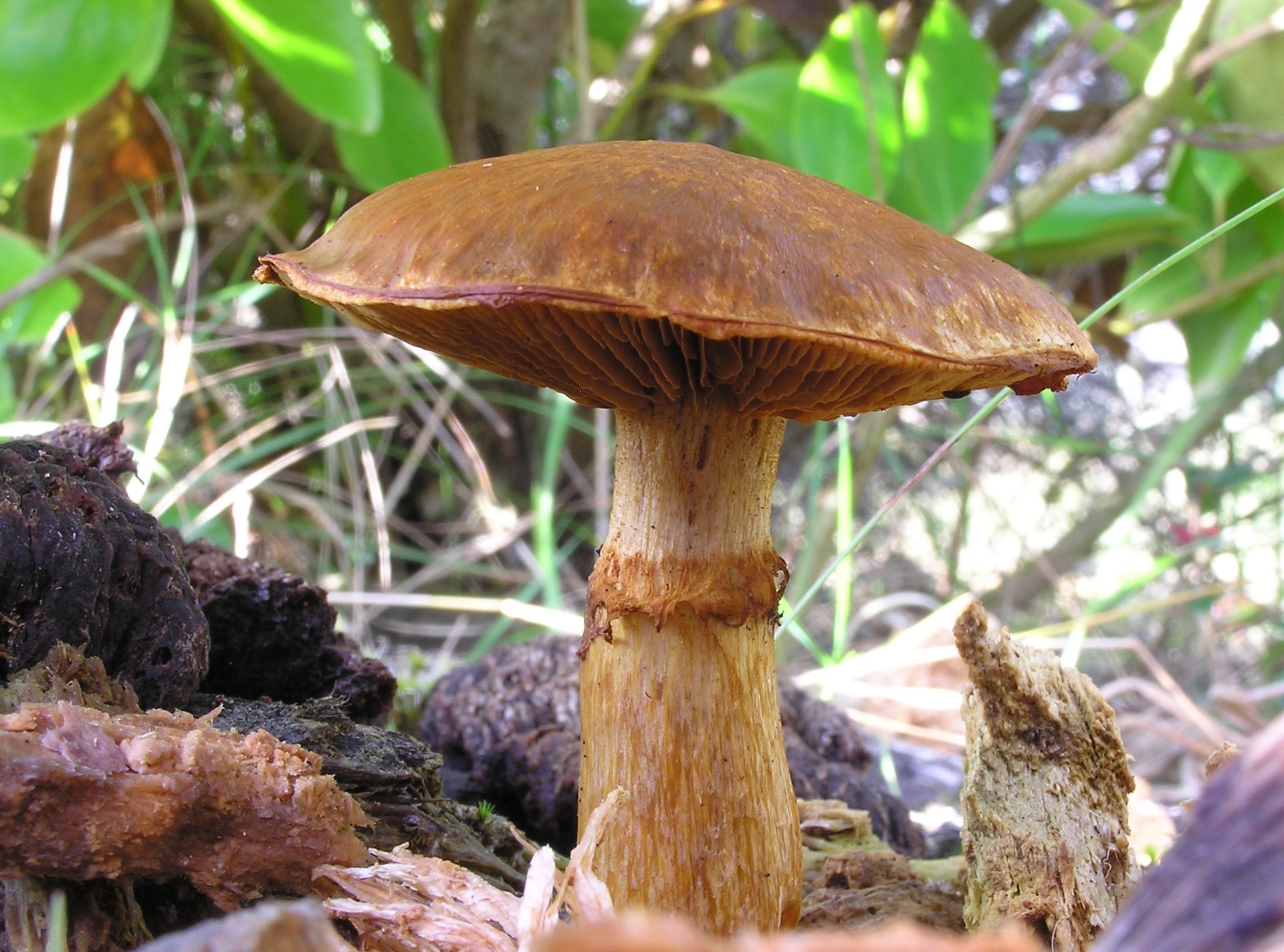 Spectacular Rustgill (Gymnopilus junonius)